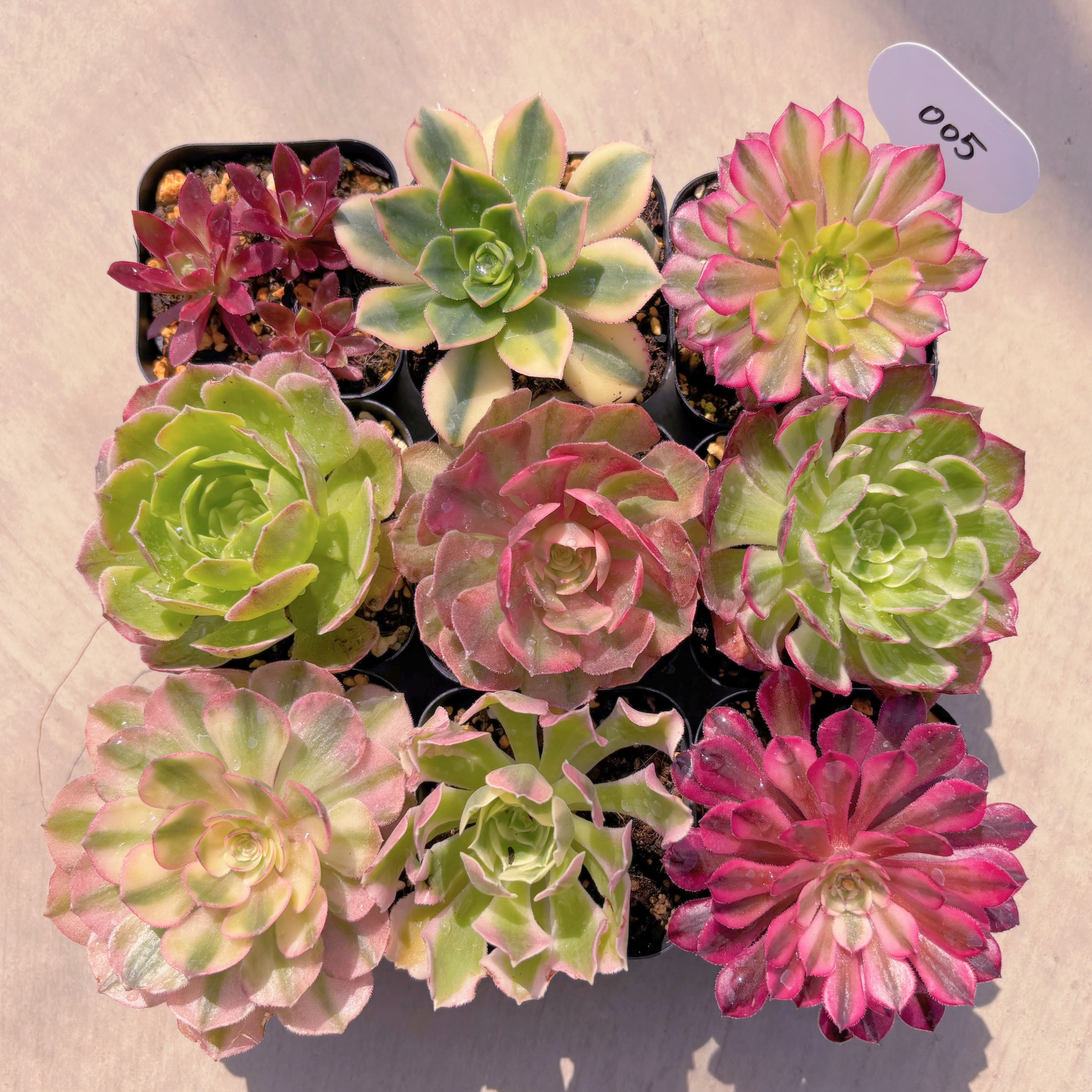 BASE販売会セット005(名無しMix)