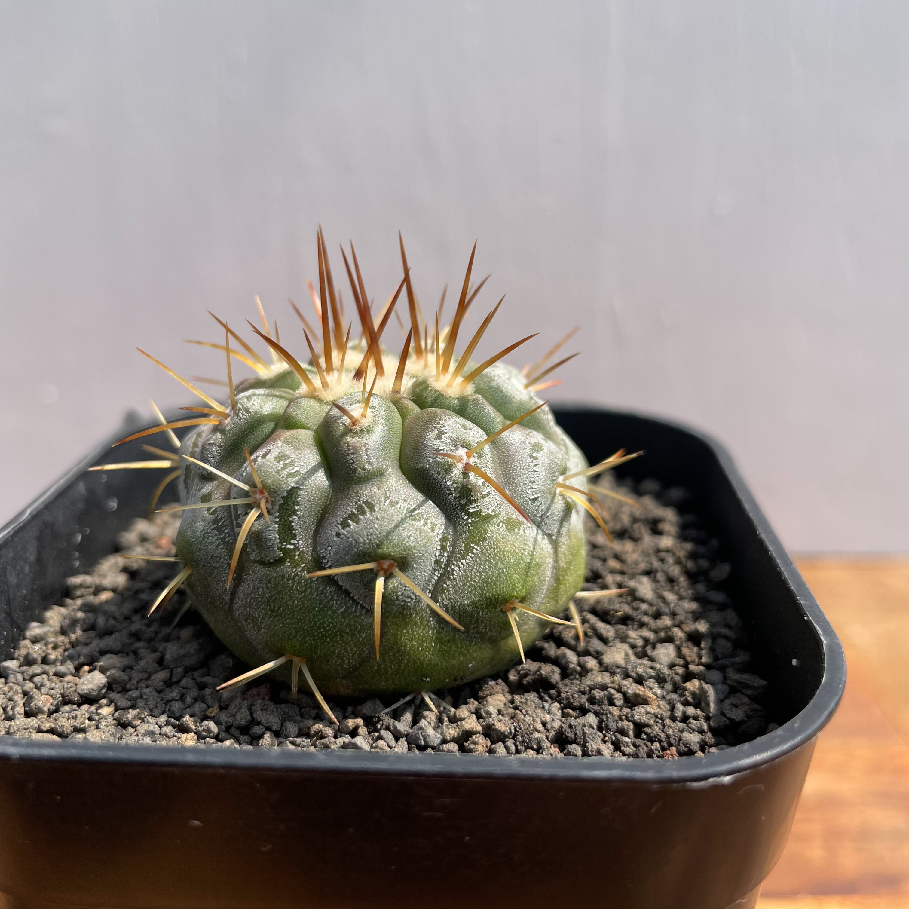 Copiapoa cinerea var. columna-alba【コピアポア・孤竜丸・実生