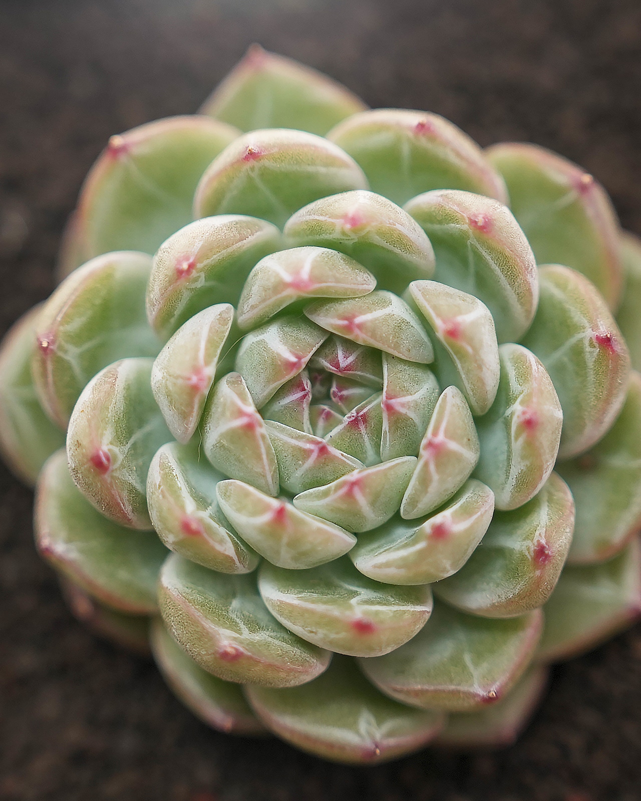 カット苗 スノーフレークジェニー Echeveria 'Snowflake Jenny'