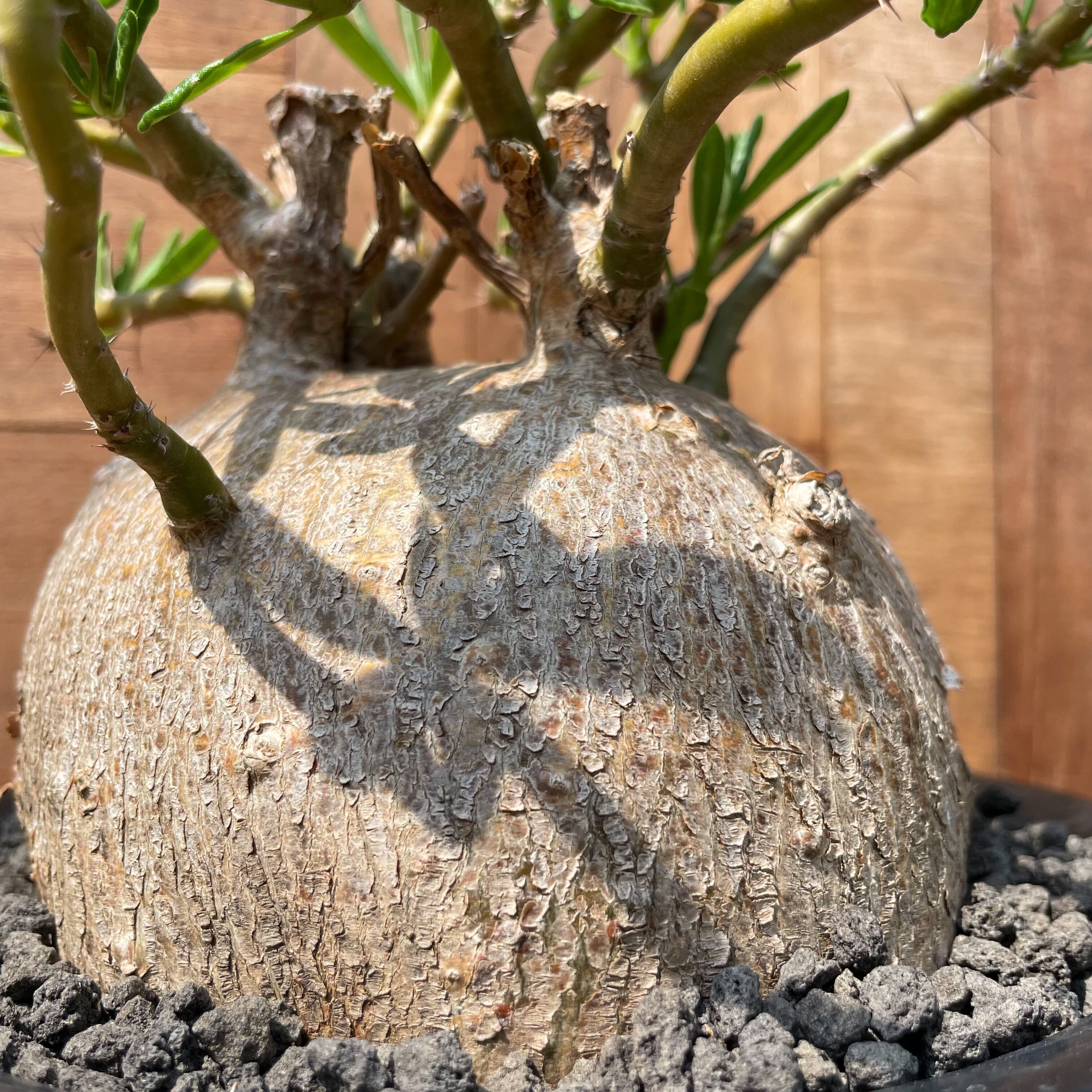 Pachypodium succulentum 【パキポディウム・サキュレンタム