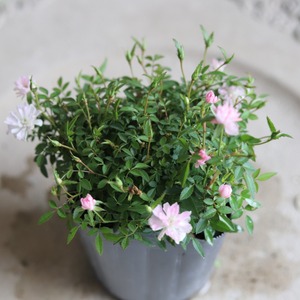 ミニバラ　姫乙女　小さいお花　とげなし　四季咲き　手間がかからないバラ　