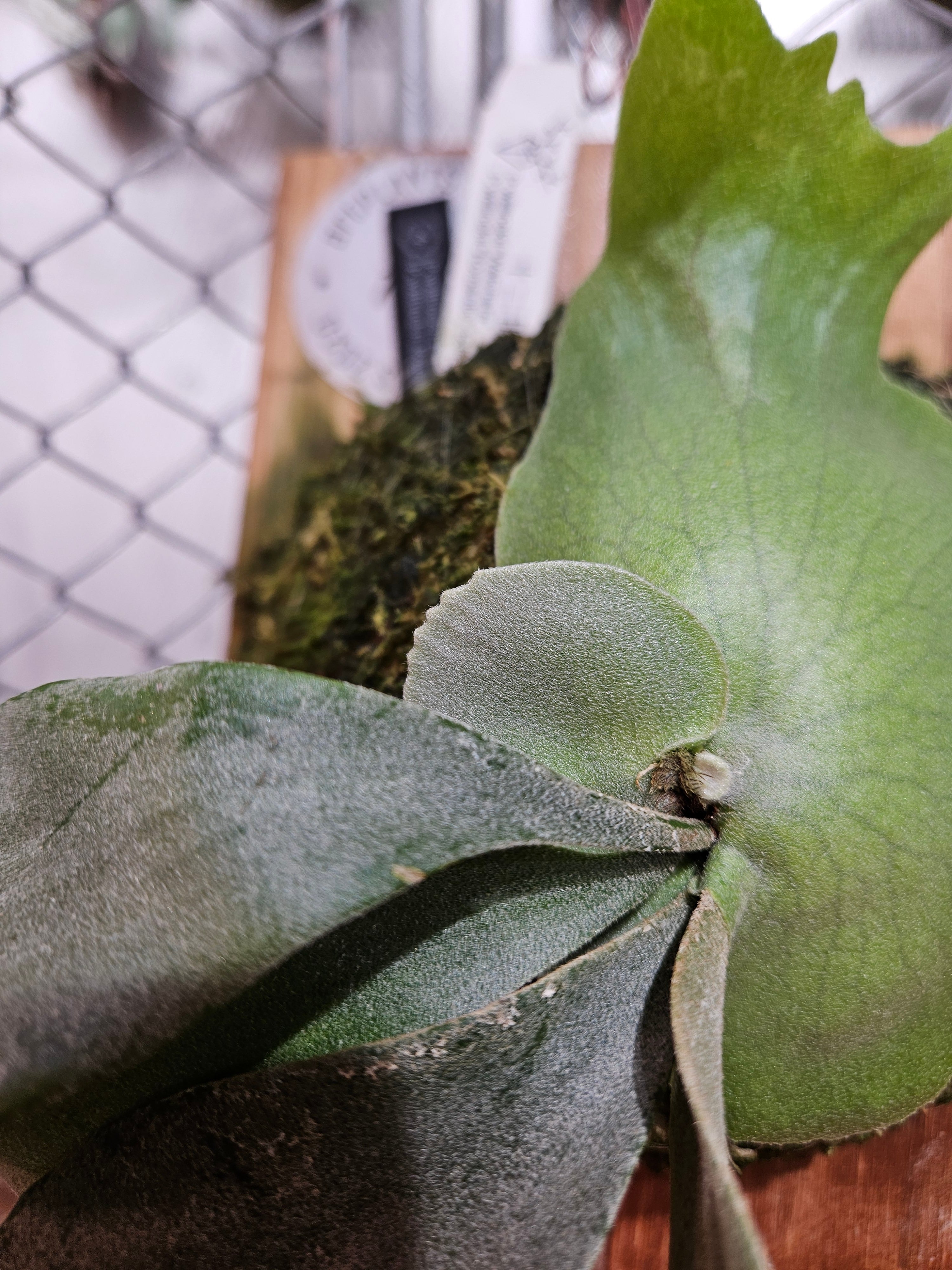 12th oasis 十二田植栽added a new photo. - 12th oasis 十二田植栽