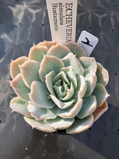 【現物商品】simulans Bustamante ②