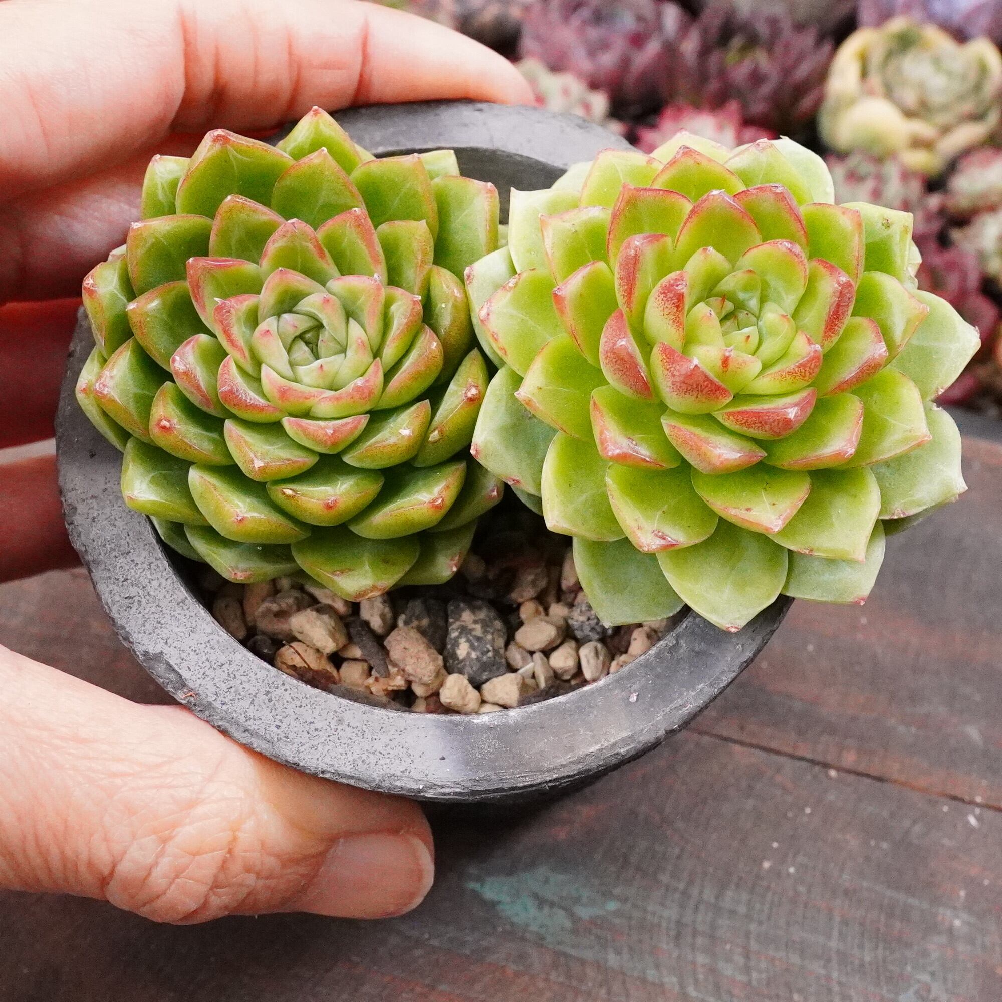 多肉植物　レア　天地　韓国苗 多肉植物11 オデット（特価）エケベリア 韓国苗の通販 by 多肉植物