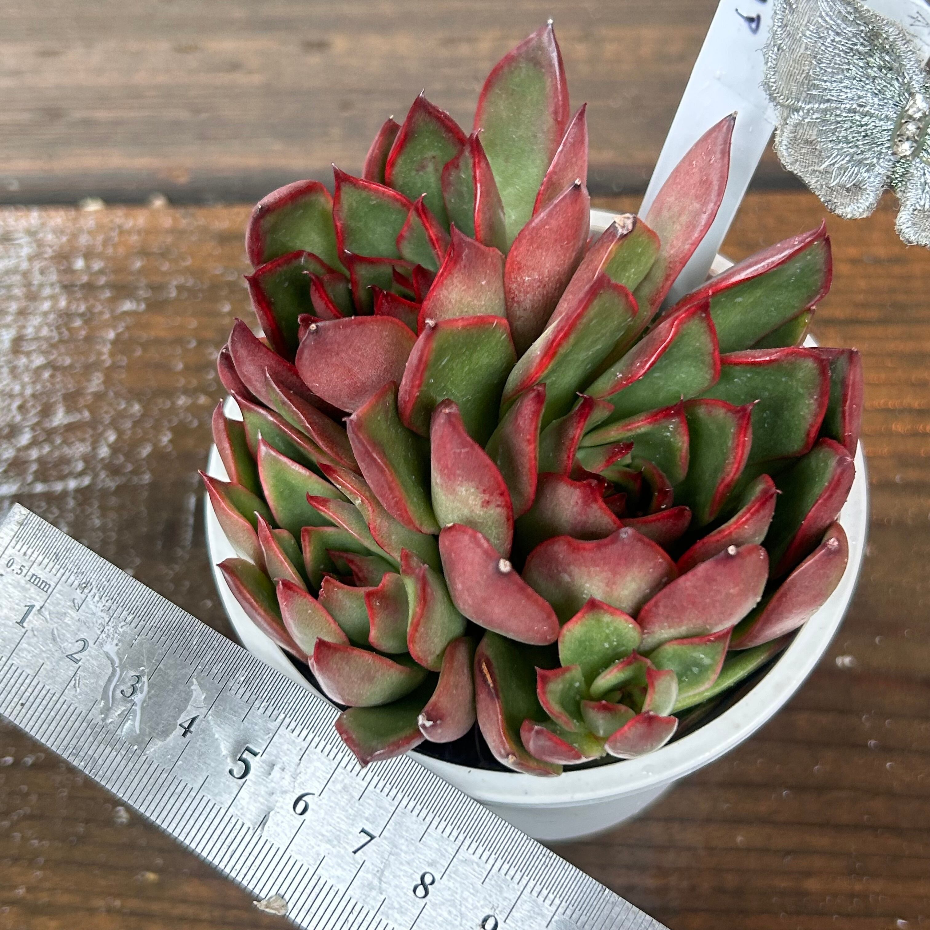 ブラックマリア | RuPo 多肉植物専門店