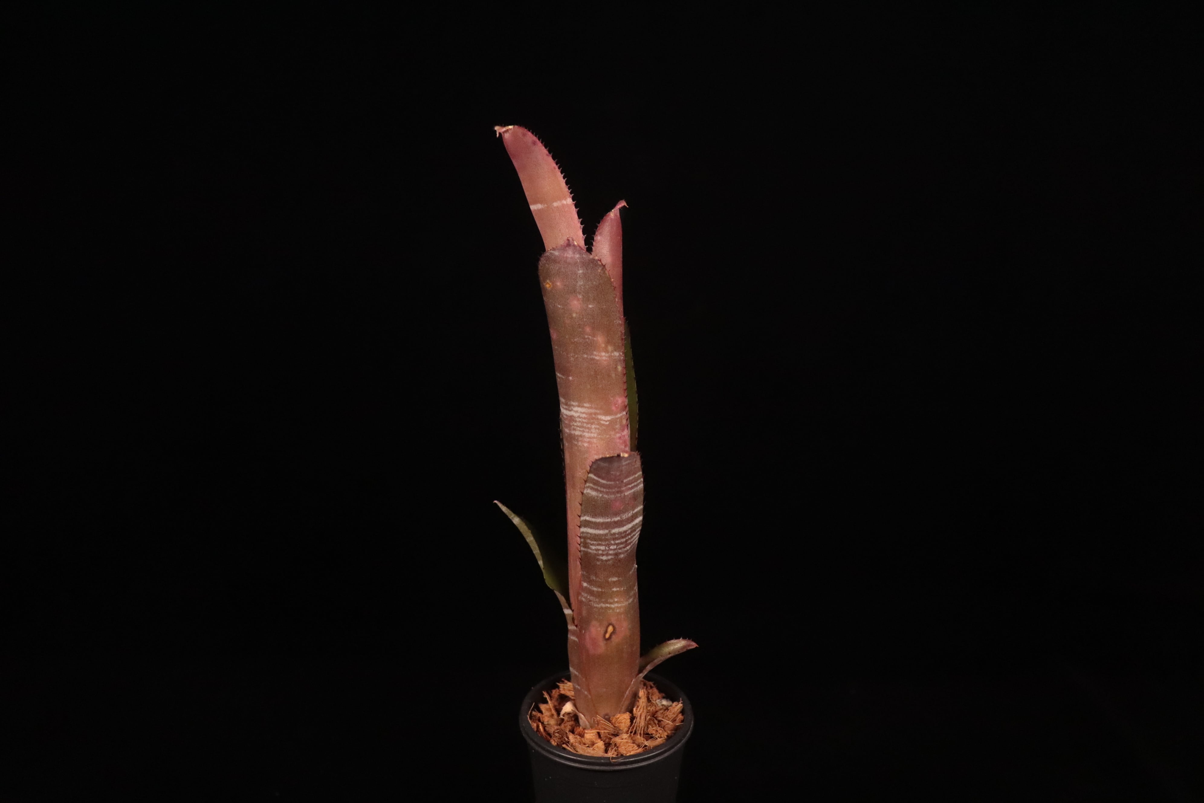 Billbergia 'Incendiary Delight'〔ビルベルギア〕B189-1 | plane plants