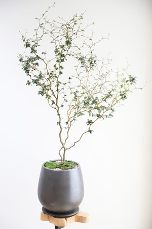 【L】ソフォラ リトルベイビー/Sophora prostrata Little Baby　※陶器鉢付き