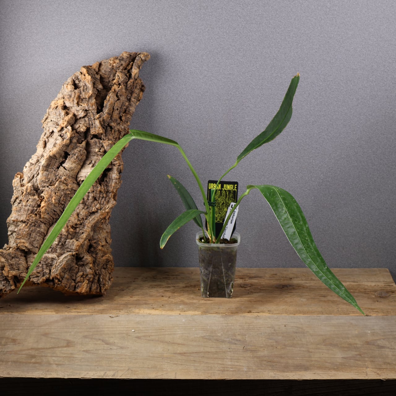 834『urban jungle アンスリウム Anthurium pallidiflorum 'Guazhalan
