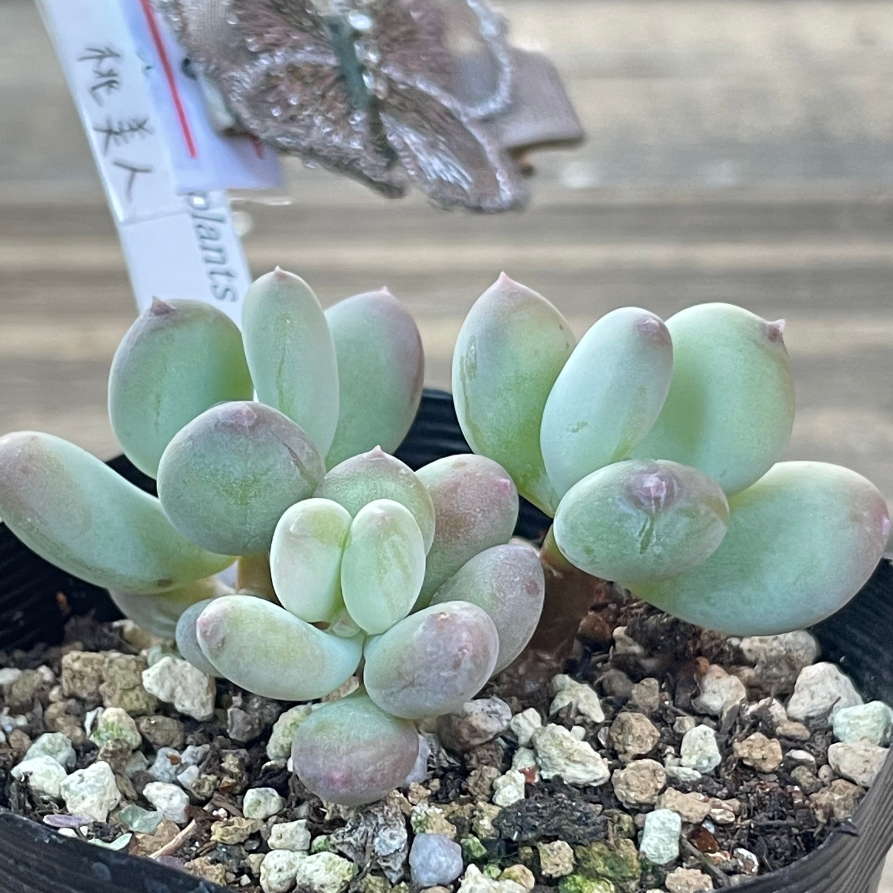 桃美人 | RuPo 多肉植物専門店