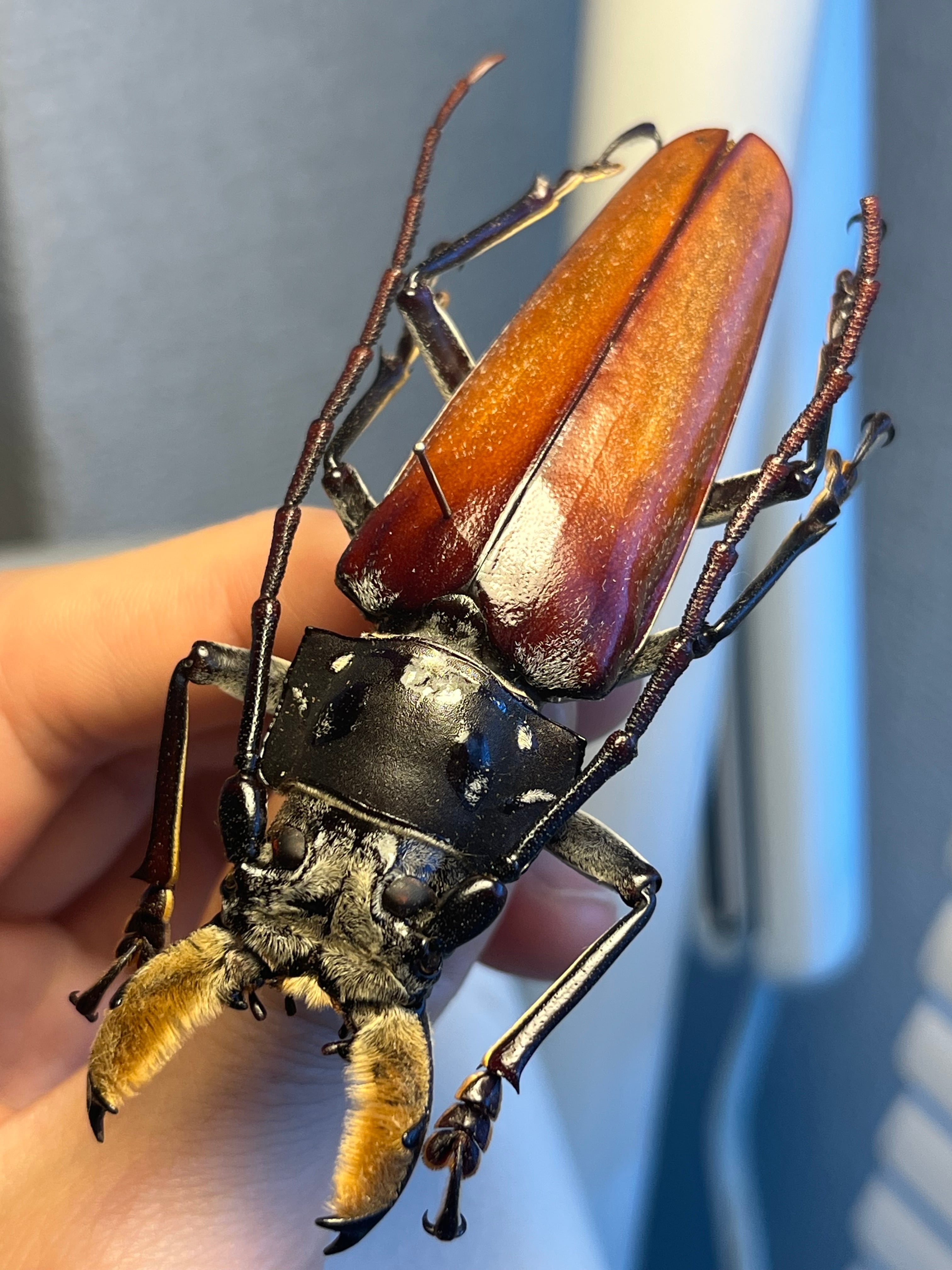 85mm】アラゲオオウスバカミキリ 甲虫昆虫標本タランチュラムカデ