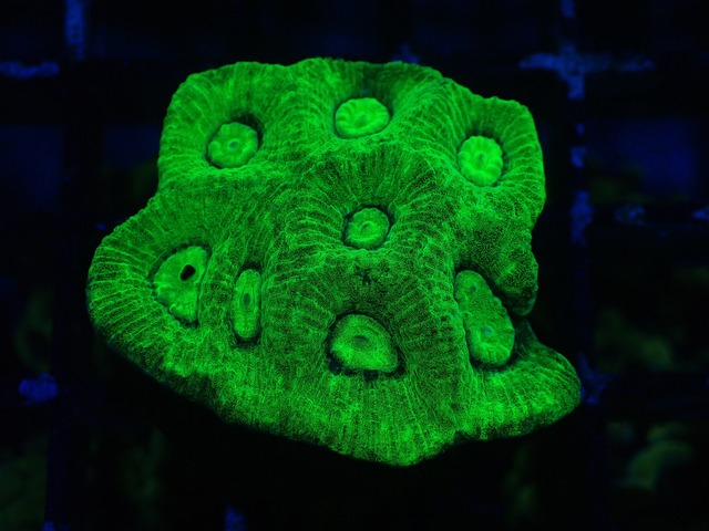 Goniastrea Frag 14