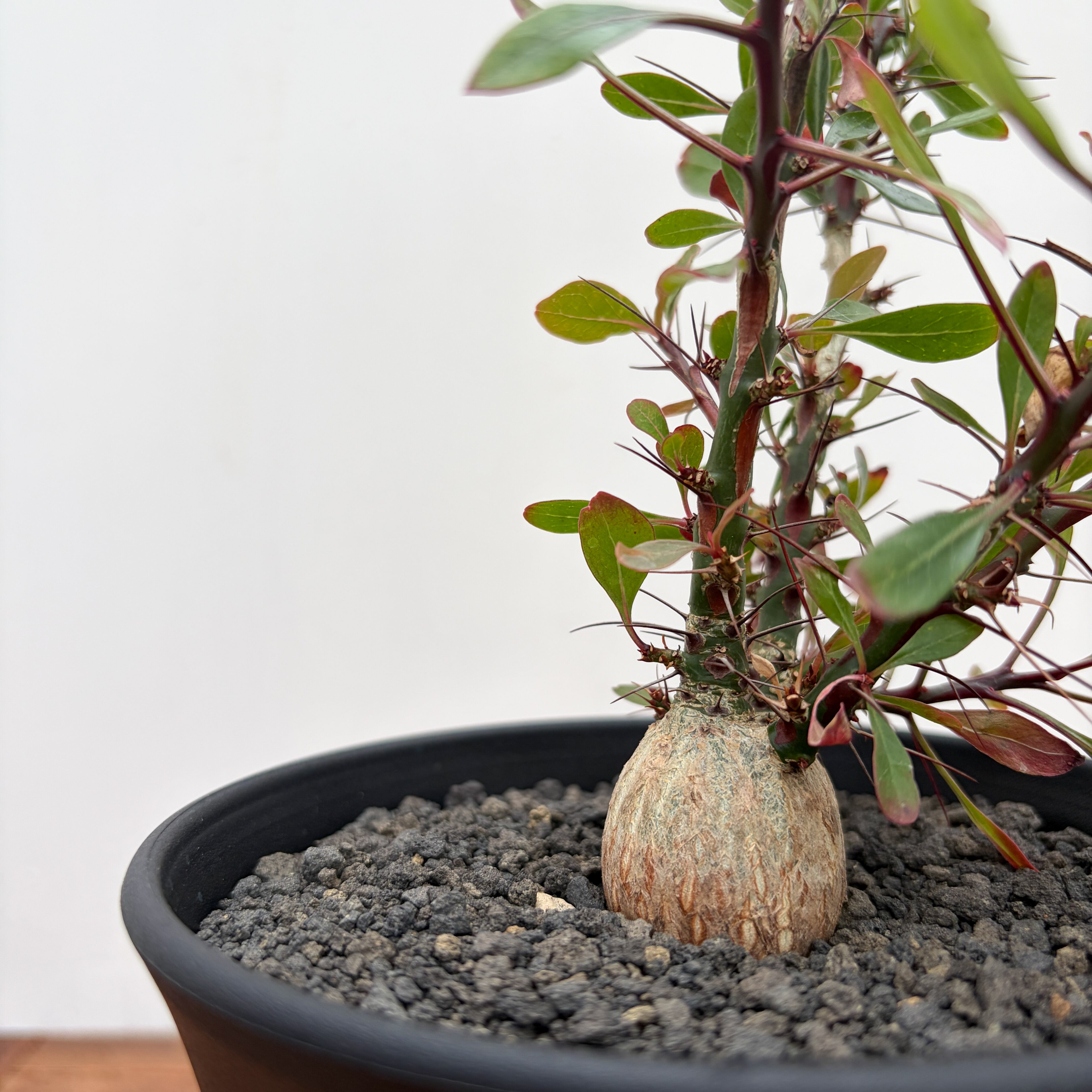 Fouquieria fasciculata【フォークイエリア・ファシクラータ・実生