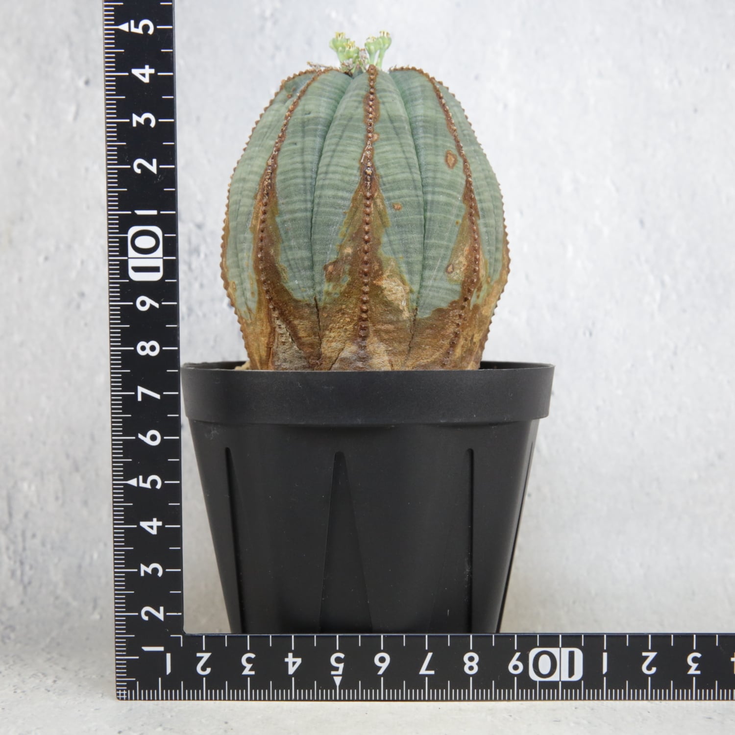 ユーフォルビア　オベサ　大株　木質化　美株 大きいサイズ】美形 木質化 ユーフォルビア・オベサ - HANS 多肉