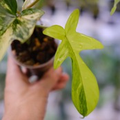 フィロデンドロン フロリダビューティー / P. Florida beauty⑬ / 観葉植物<育て方・花言葉>