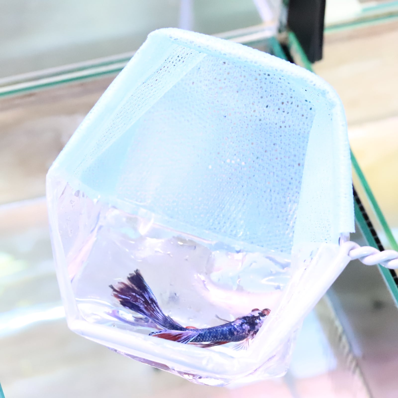 極網親心 | aquarium shop earth