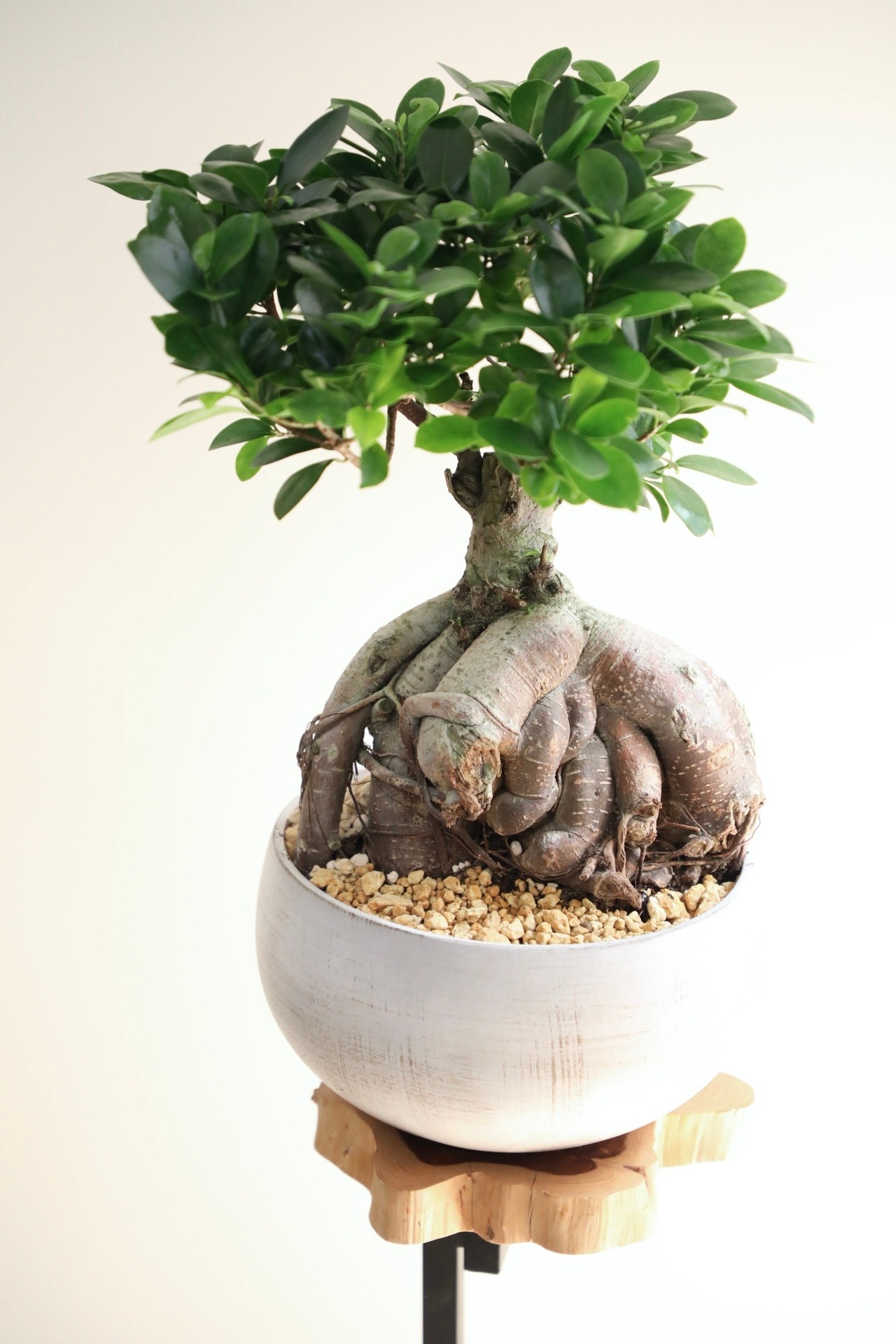 【M】ガジュマル/Ficus microcarpa