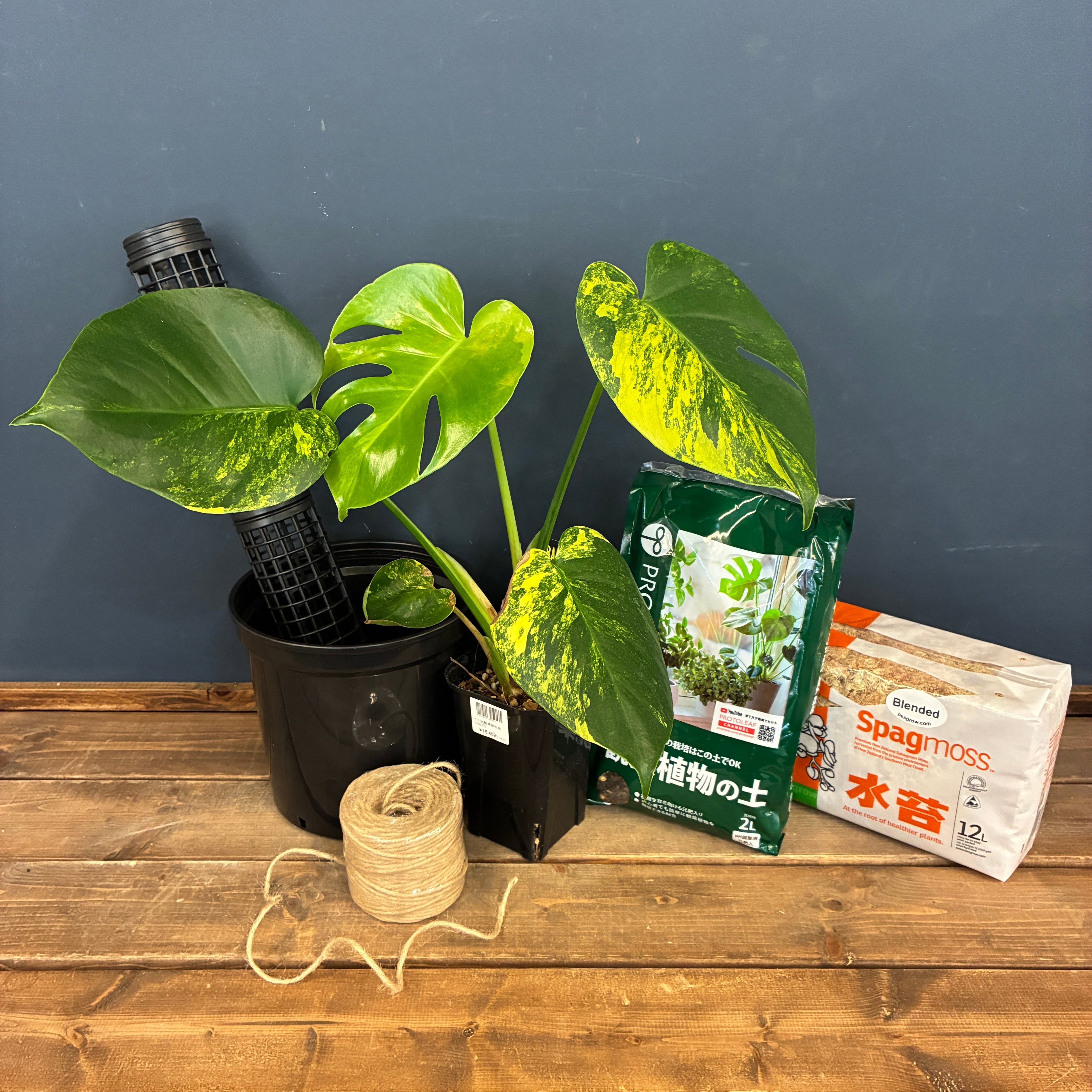 観葉植物 | PROTOLEAF プロトリーフ