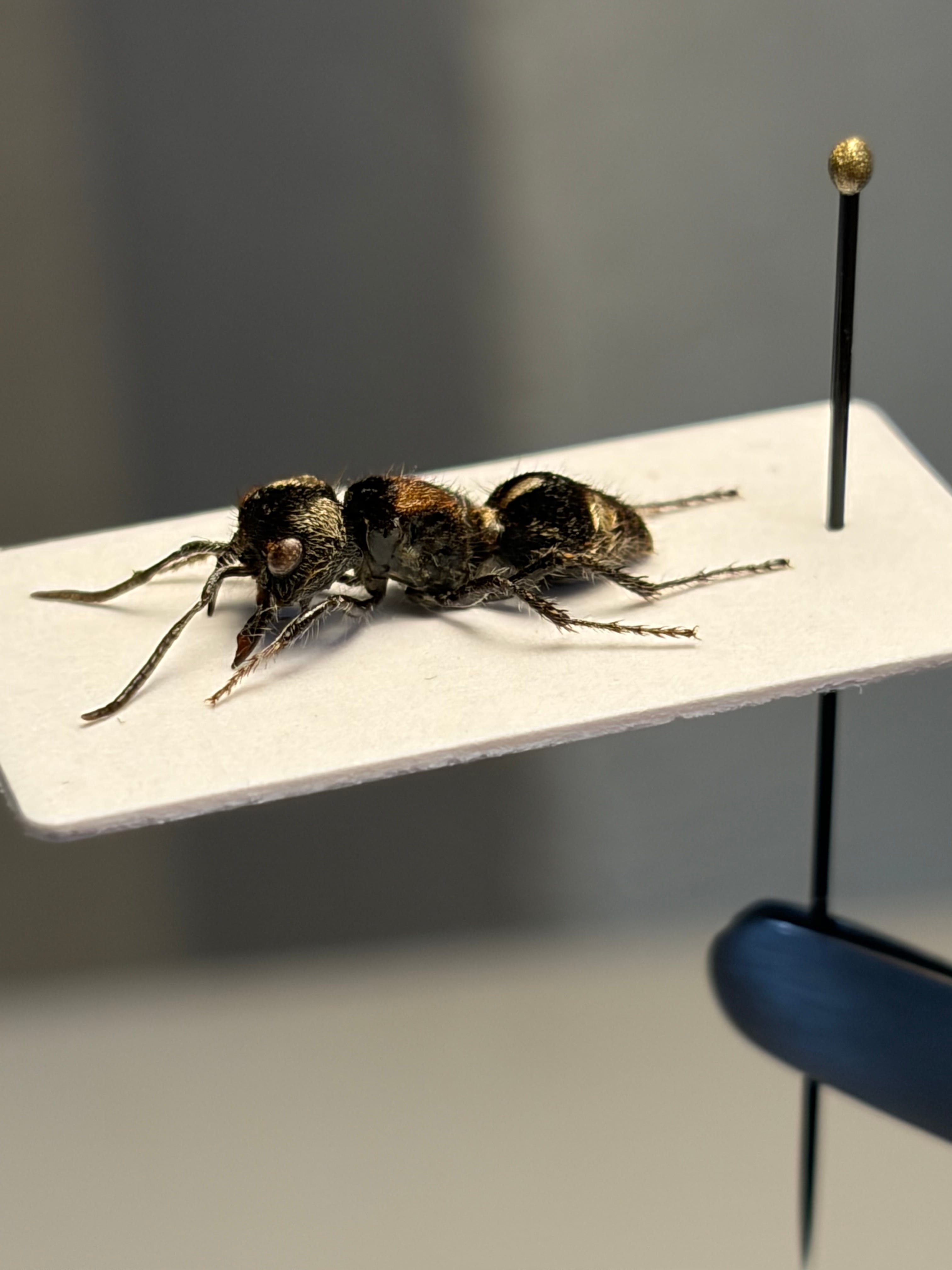 47mm♀】ラッケリーテナガカナブン 標本ウグイスコガネカメムシ