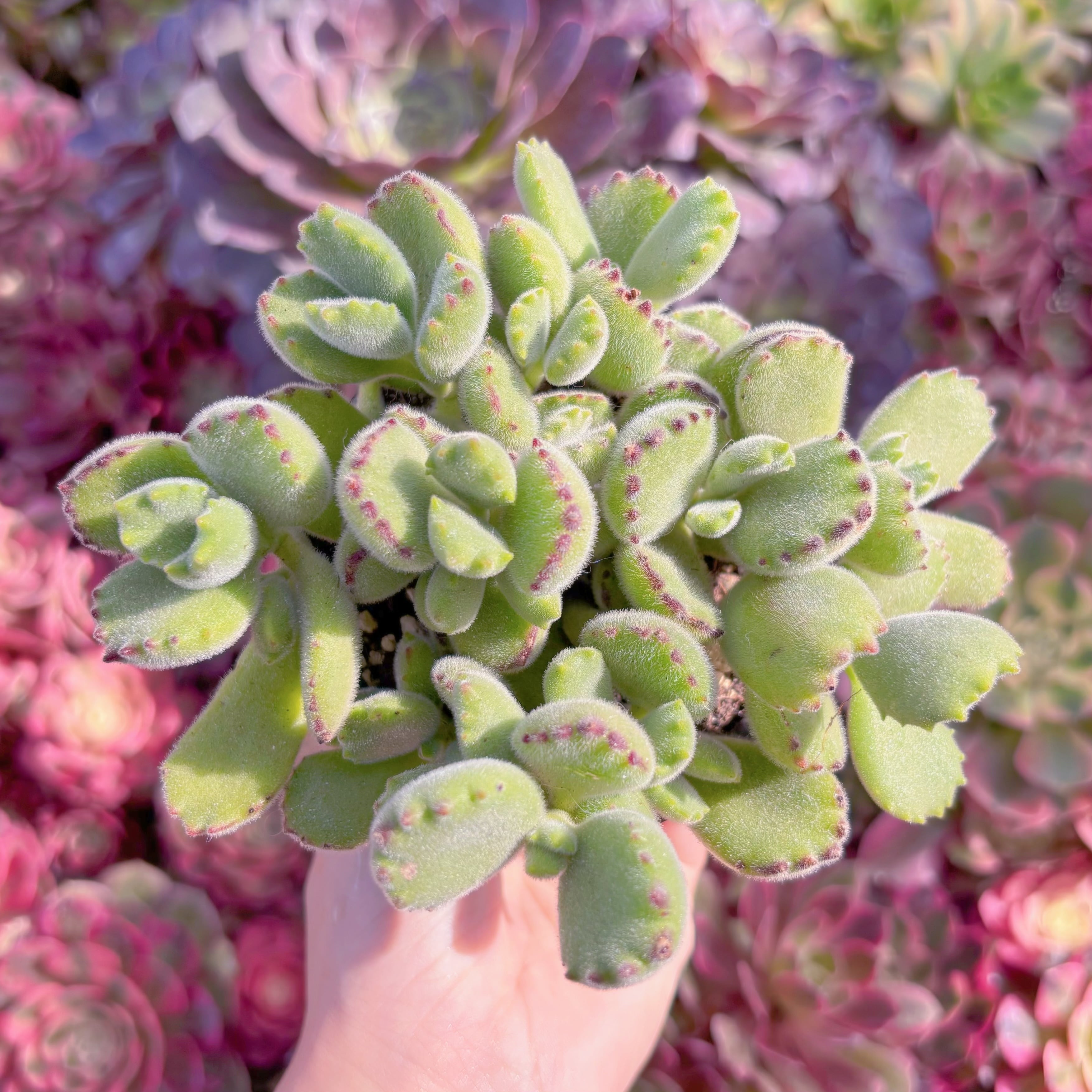 現品　熊童子#M099　るる農園