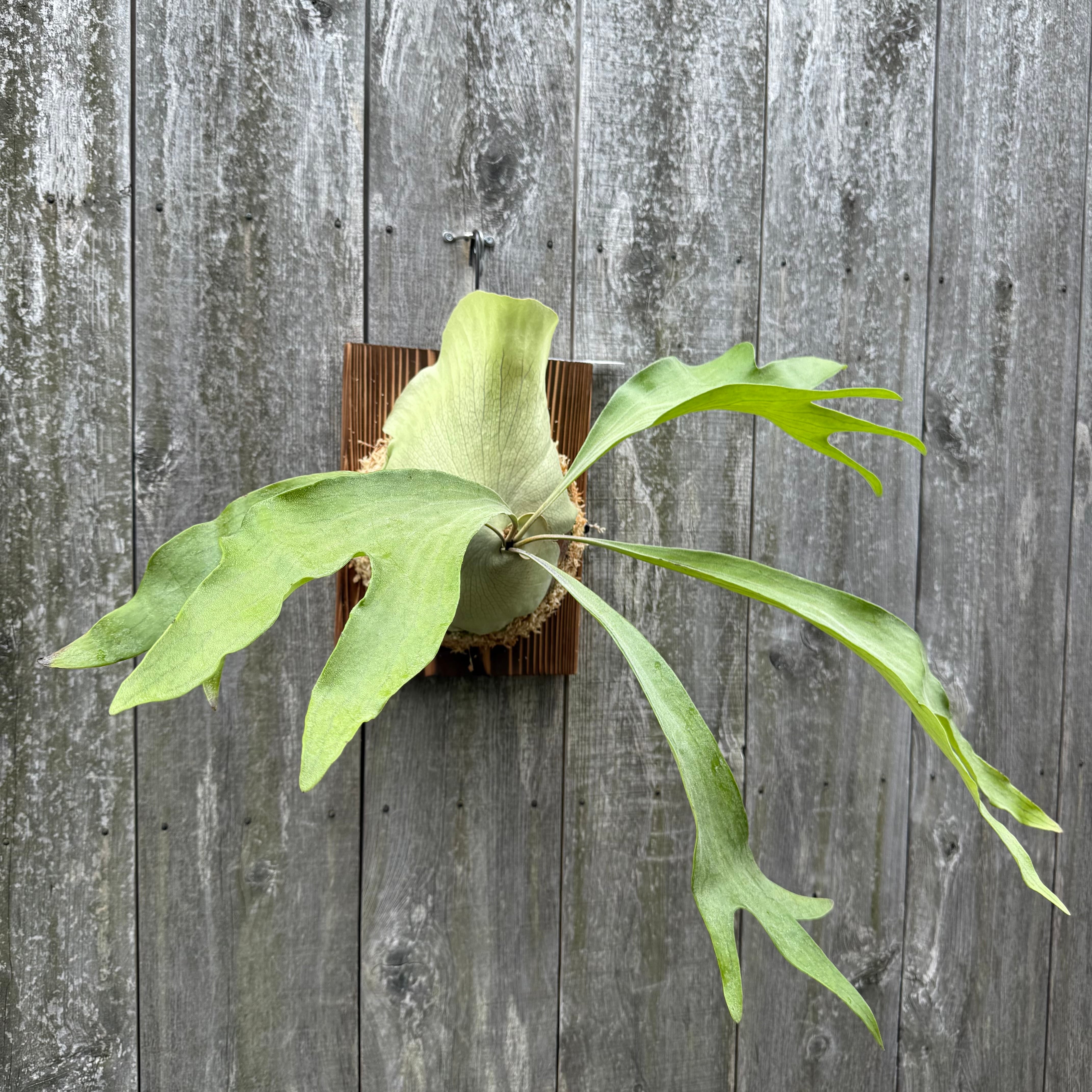 ビカクシダ P. hillii Night Star P. hillii cv. Night Star (pup) | naturefix