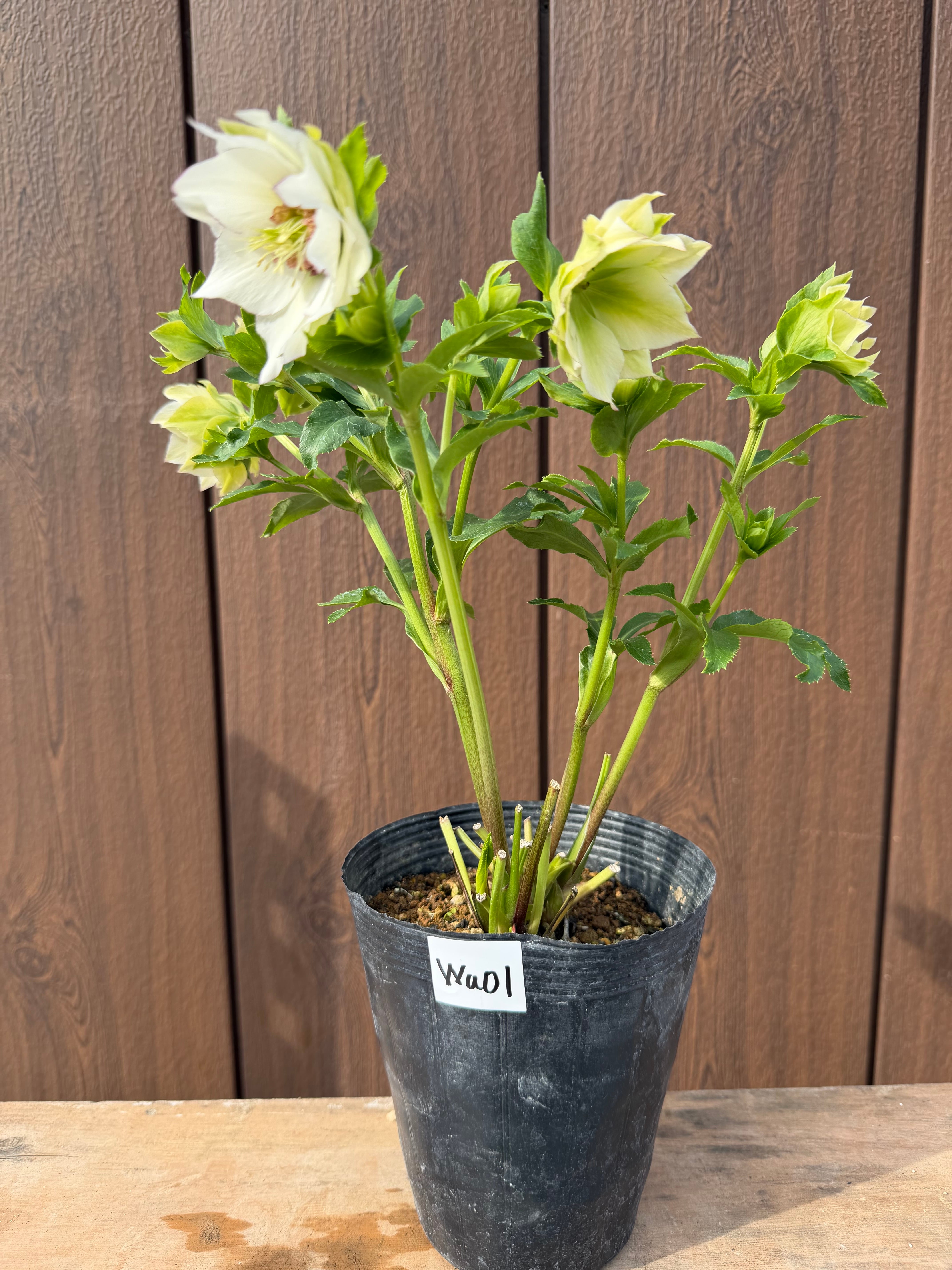 シャルウィダンス白糸ピコ 若泉ファーム クリスマスローズ【Wa01】送料