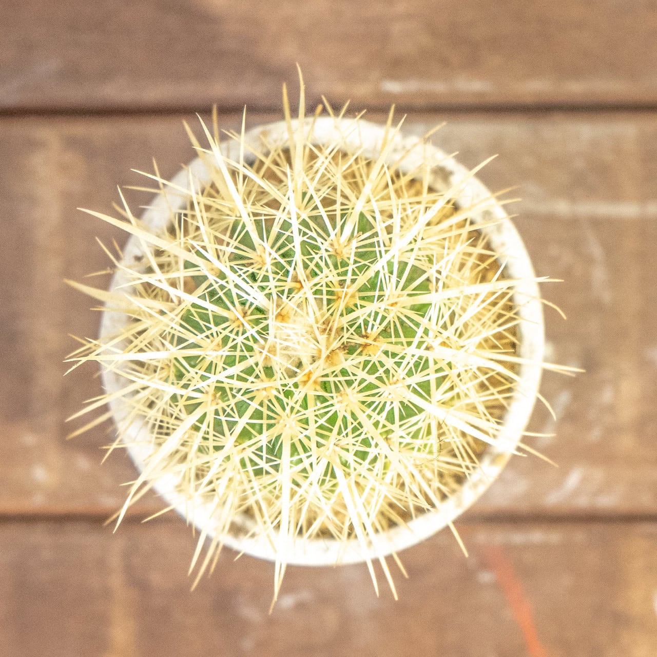 【ワイルドな狂刺が魅せる表情】金琥（キンシャチ）。一株ごとの厳選仕入れにより、トゲの密度と美しさにこだわり。手づくりモルタル鉢。｜虫発生抑制｜送料全国一律850円