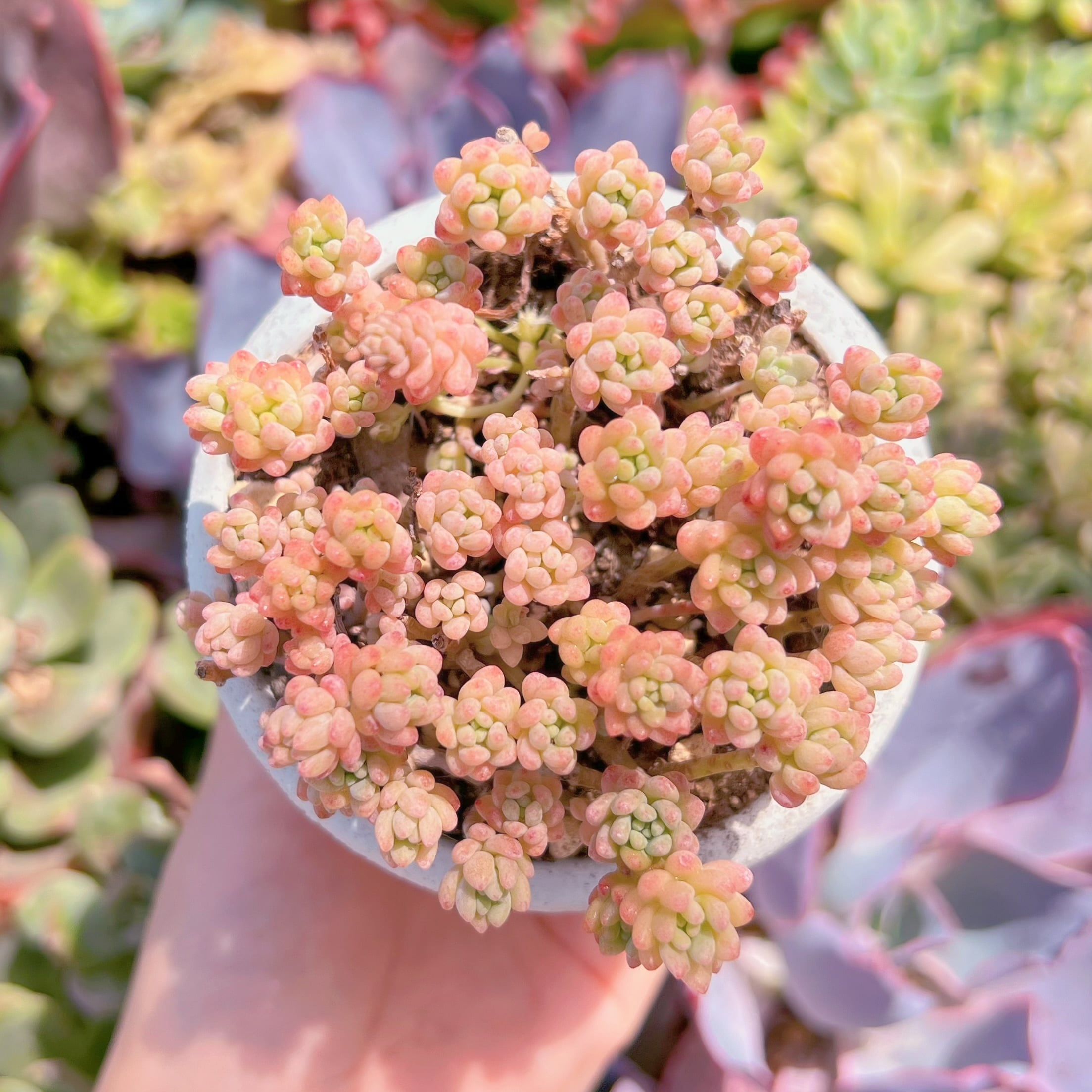 現品　Flower Group Variegata#M210　るる農園
