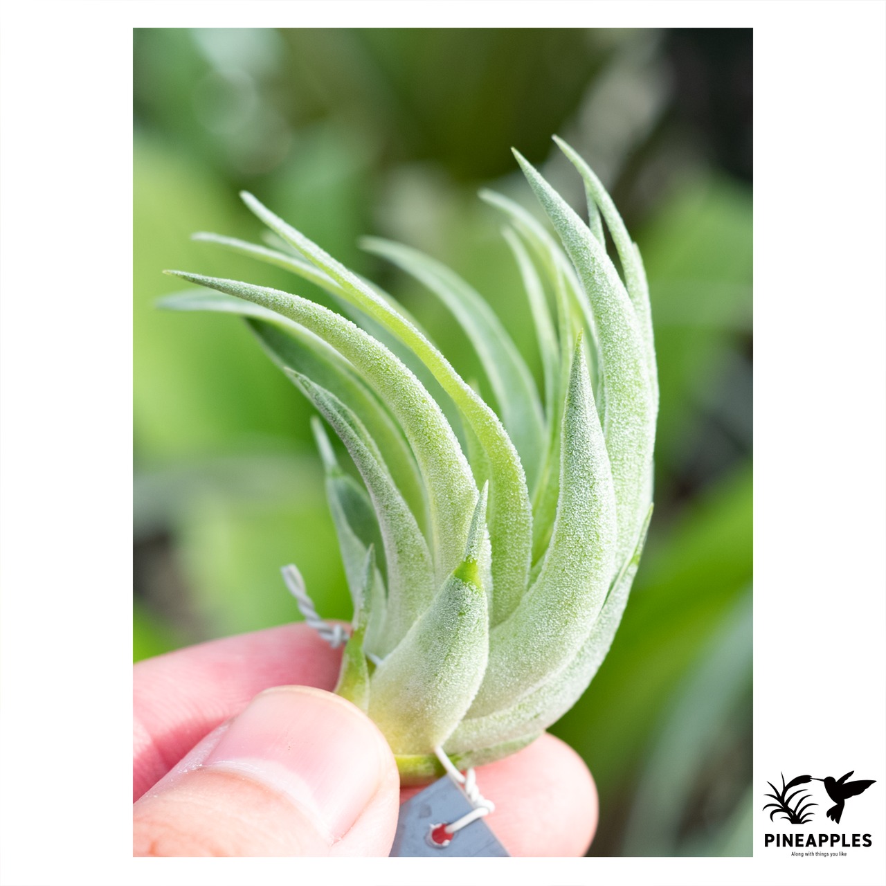 Tillandsia geminiflora x sprengeliana 【花芽つき】 - 1