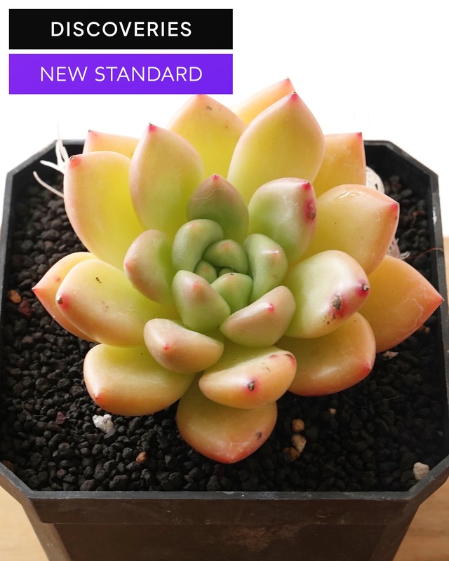 【NEW-STANDARD】 水耕栽培苗 ゴールデンイエロー M Echeveria 'Golden Yellow'