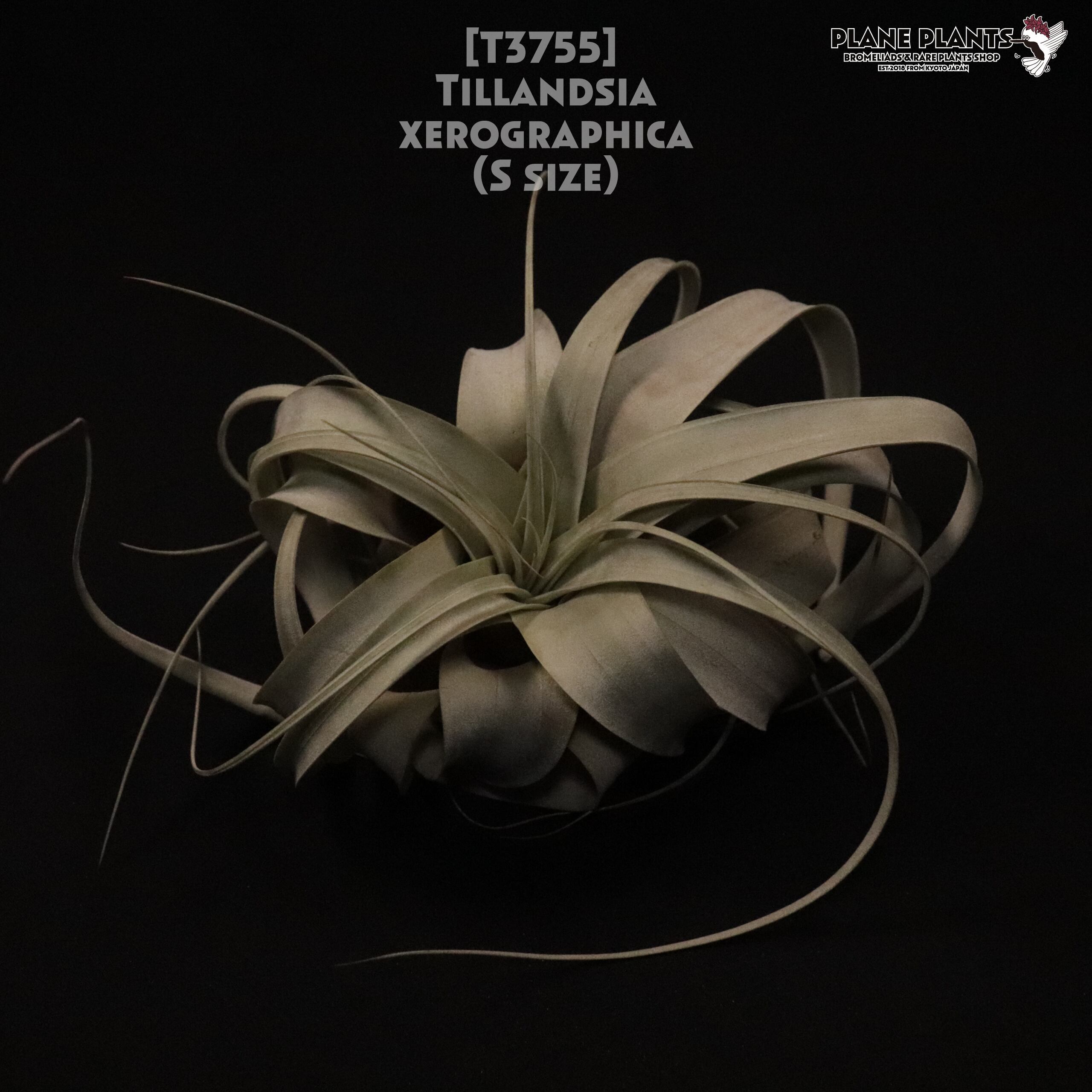 【送料無料】xerographica S〔エアプランツ〕現品発送T3755