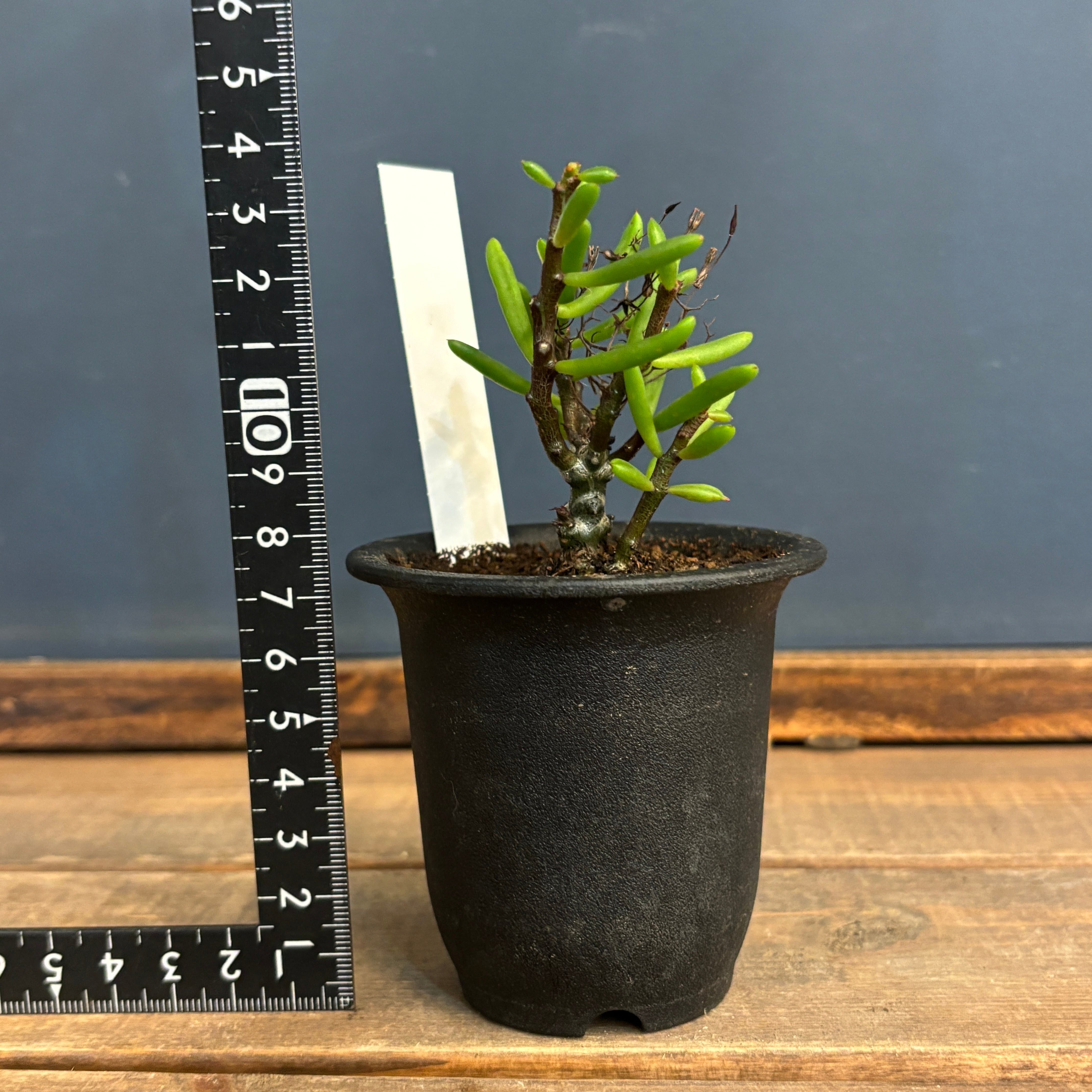 チレコドン ニグリカウリス【1010】 | PROTOLEAF プロトリーフ