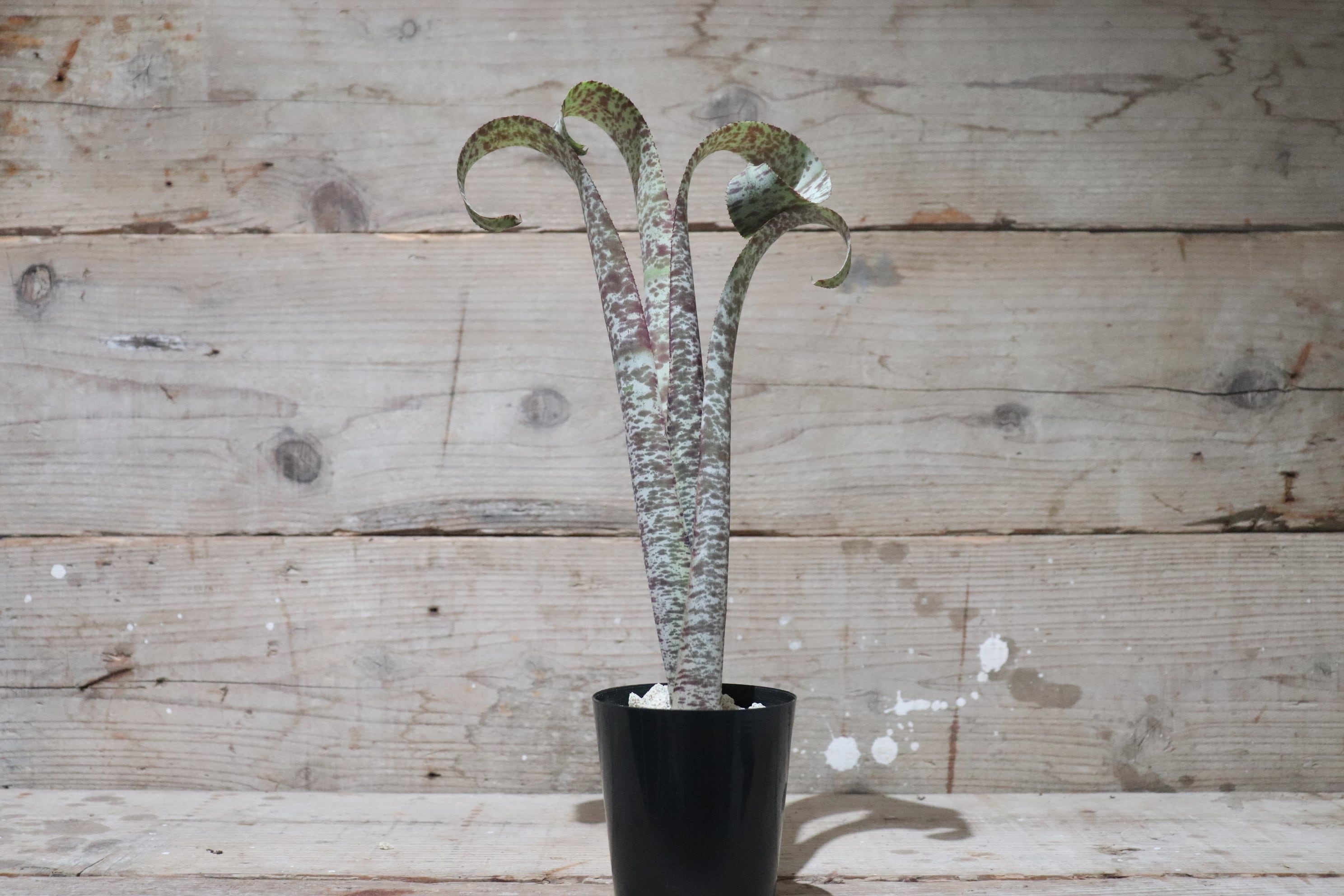 送料無料】Quesnelia 'Tim Plowman'〔ケスネリア〕現品発送Q0010