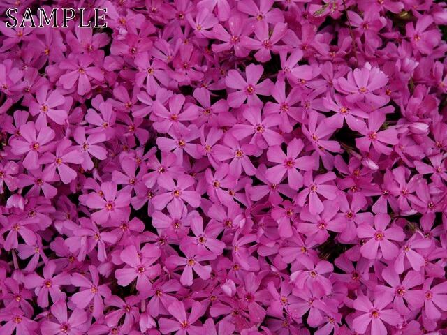 長岡天満宮　花彩々　JPEG (5)