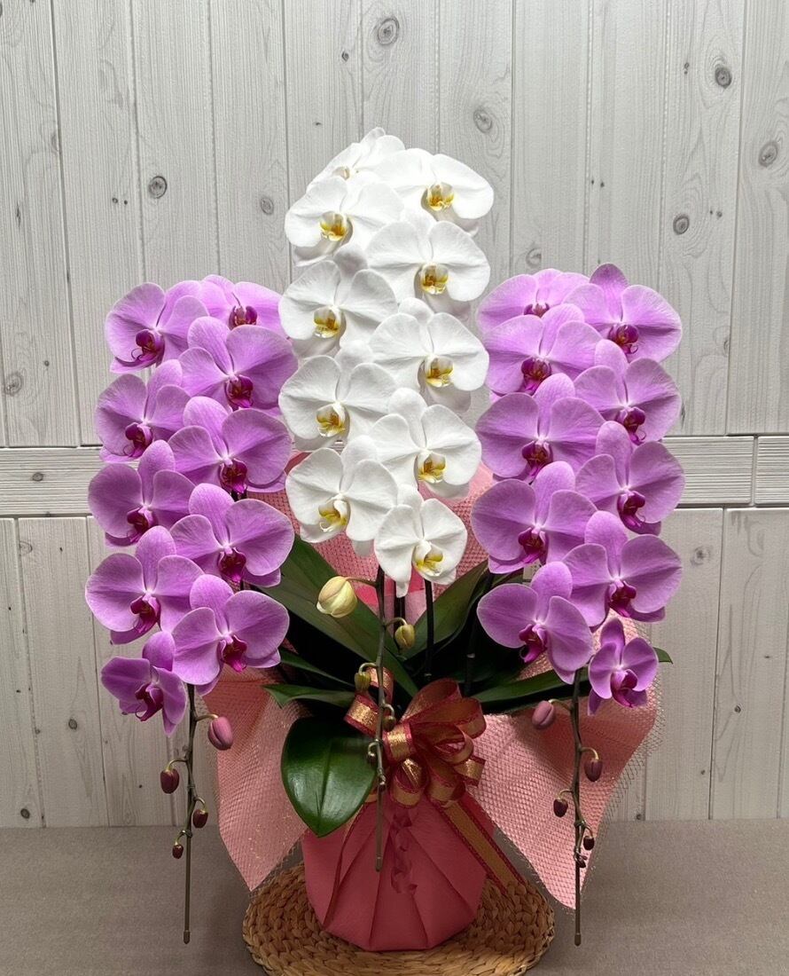 3本立 ロング(42輪~45輪程度) ミックス 【彩り豊かな特別感あふれる一鉢】異なる色の調和が美しく、目を引く華やかな仕上がりに仕上げました。他とは違う華やかさを求める方におすすめです。