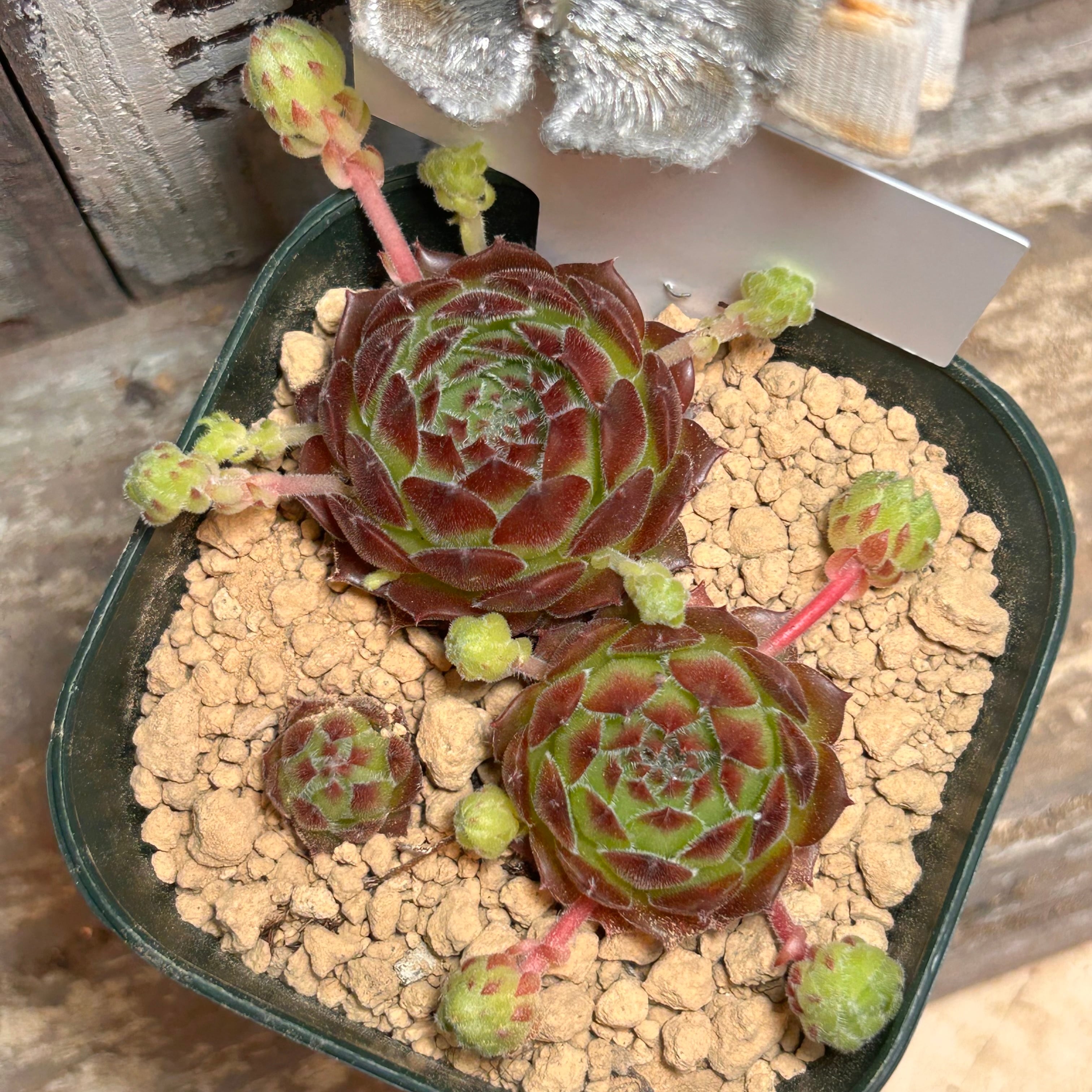 専用‼︎多肉植物^o^ 盛り盛り❣️ピンクベリー ピンクベリー これがしっかりピンクになるんだな〜 #echeveria