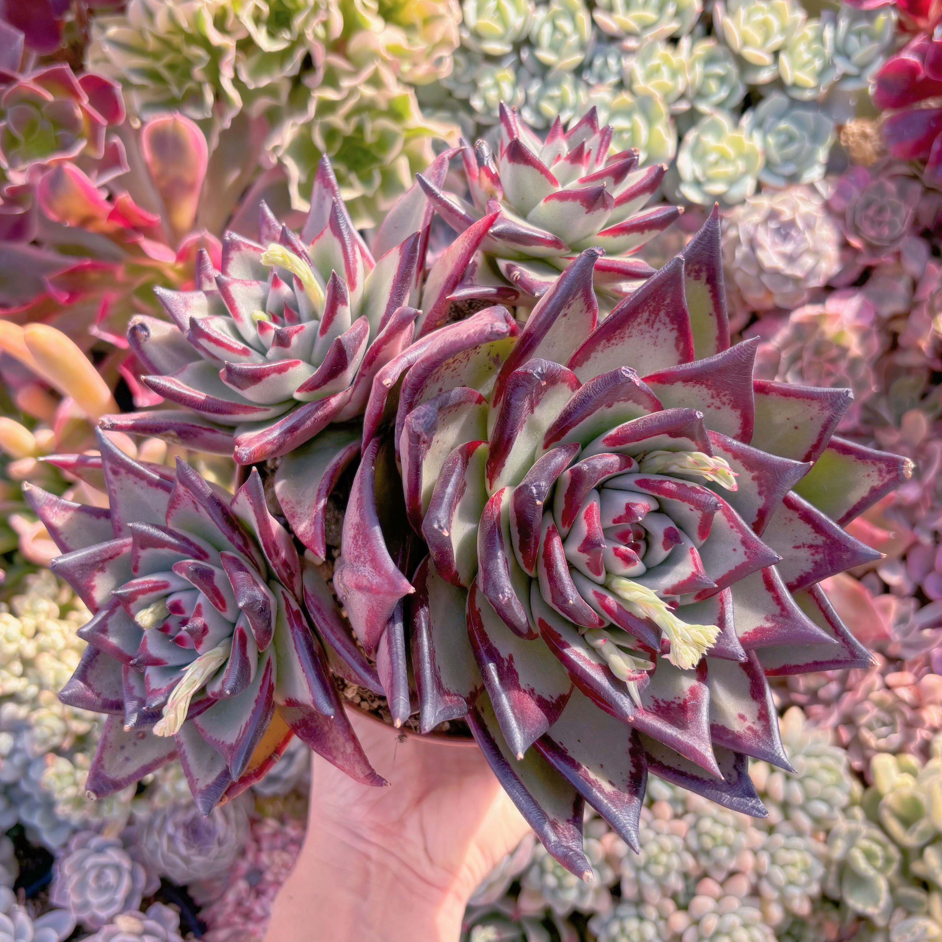 現品　黒魔王#814　特大群生　るる農園