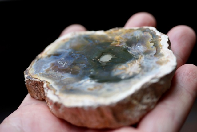 珪化木 Araucarioxylon B