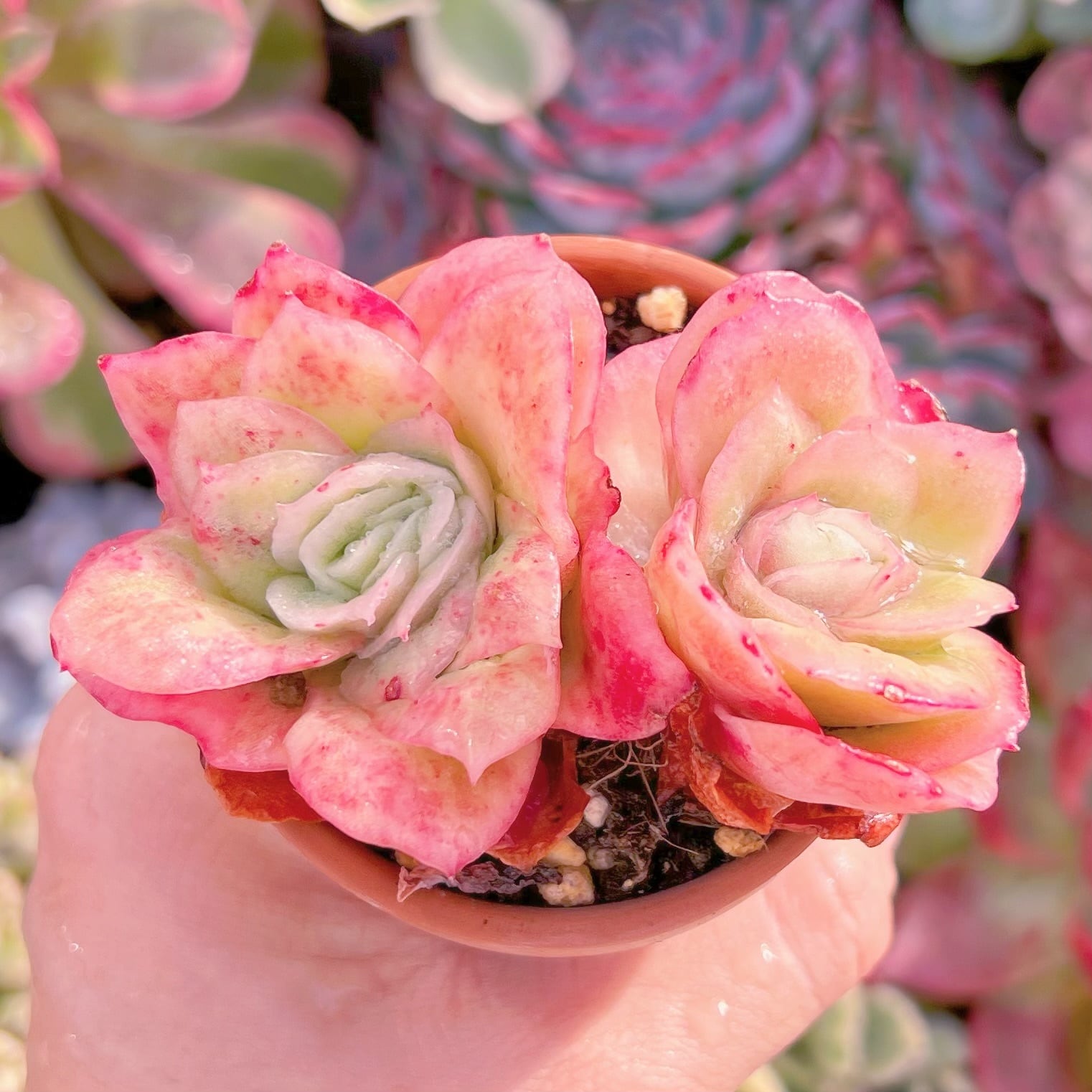 多肉植物　アイスラブリーローズ錦　2頭群生   るる農園