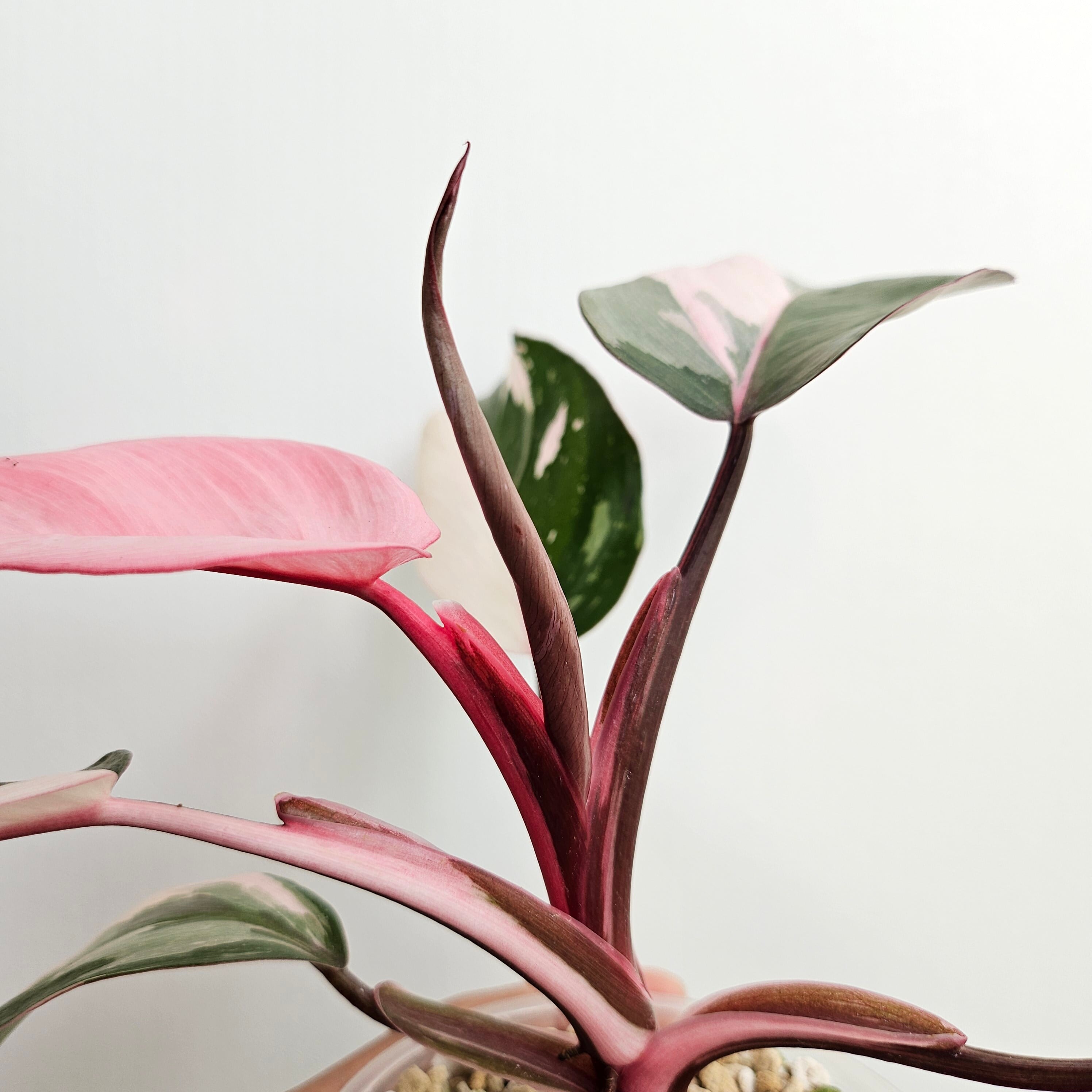 10」フィロデンドロン・ミカンス ピンク 斑入り Philodendron
