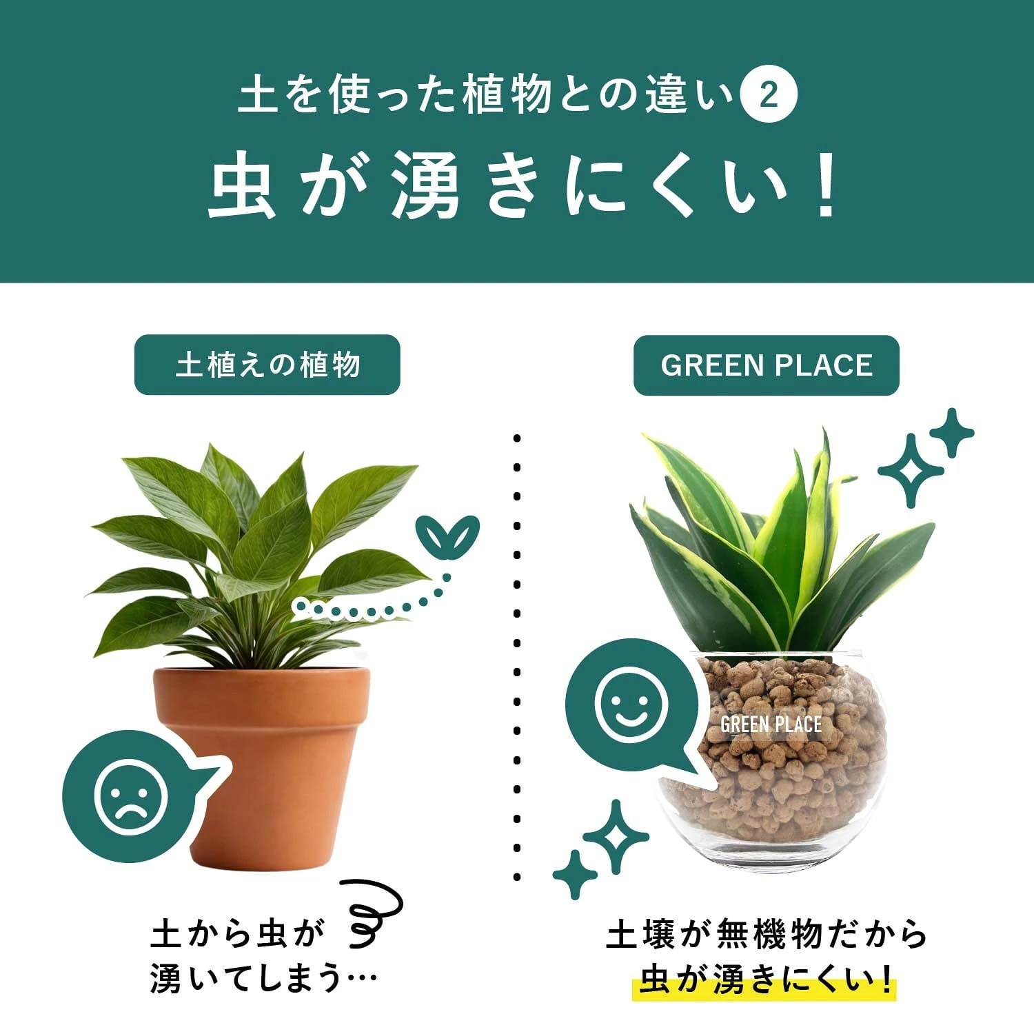 キングバンブー | GREEN PLACE