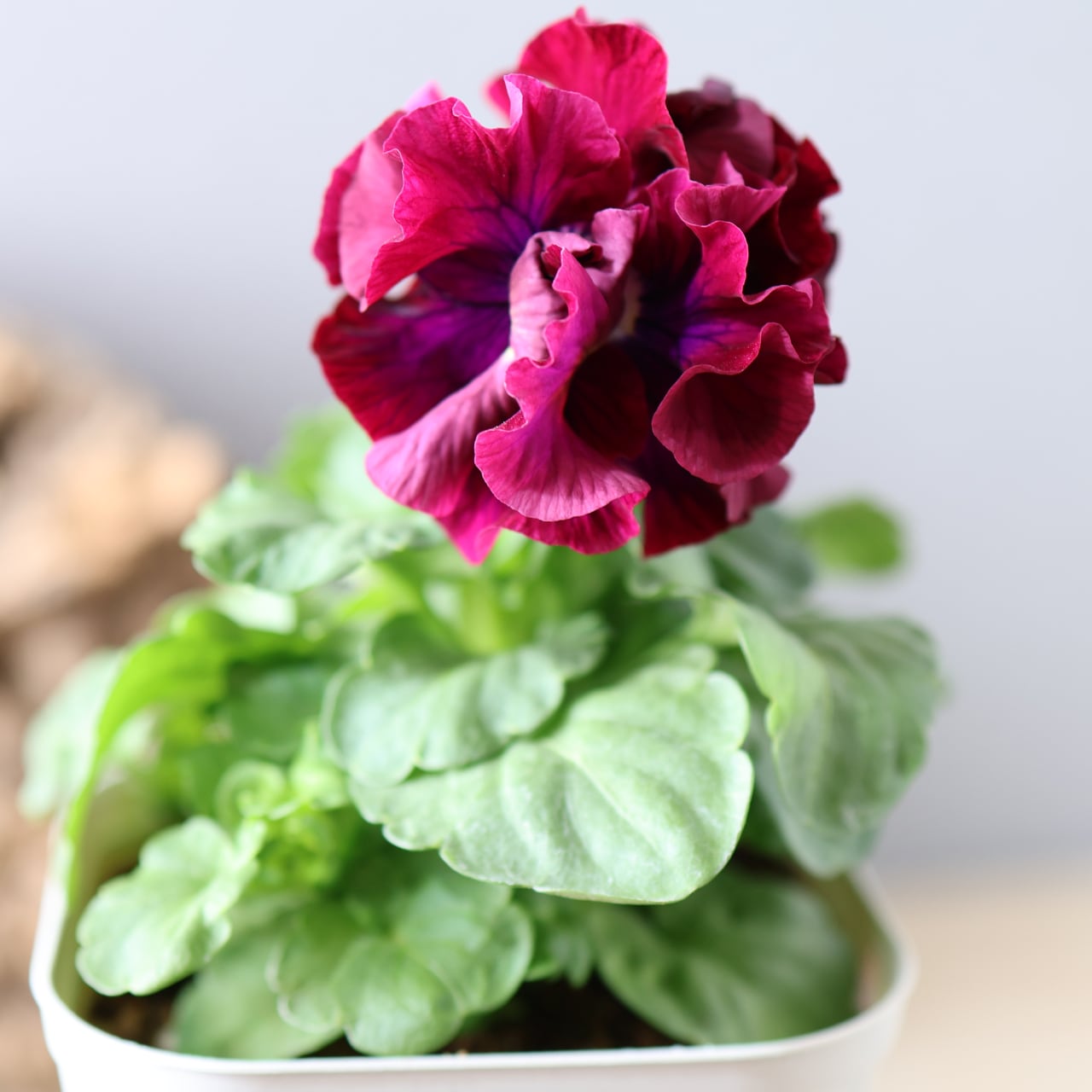 479 超希少！サトウ園芸さんの『ローブ ドゥ アントワネット 