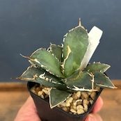 アガベ チタノタ 烈焔【346】