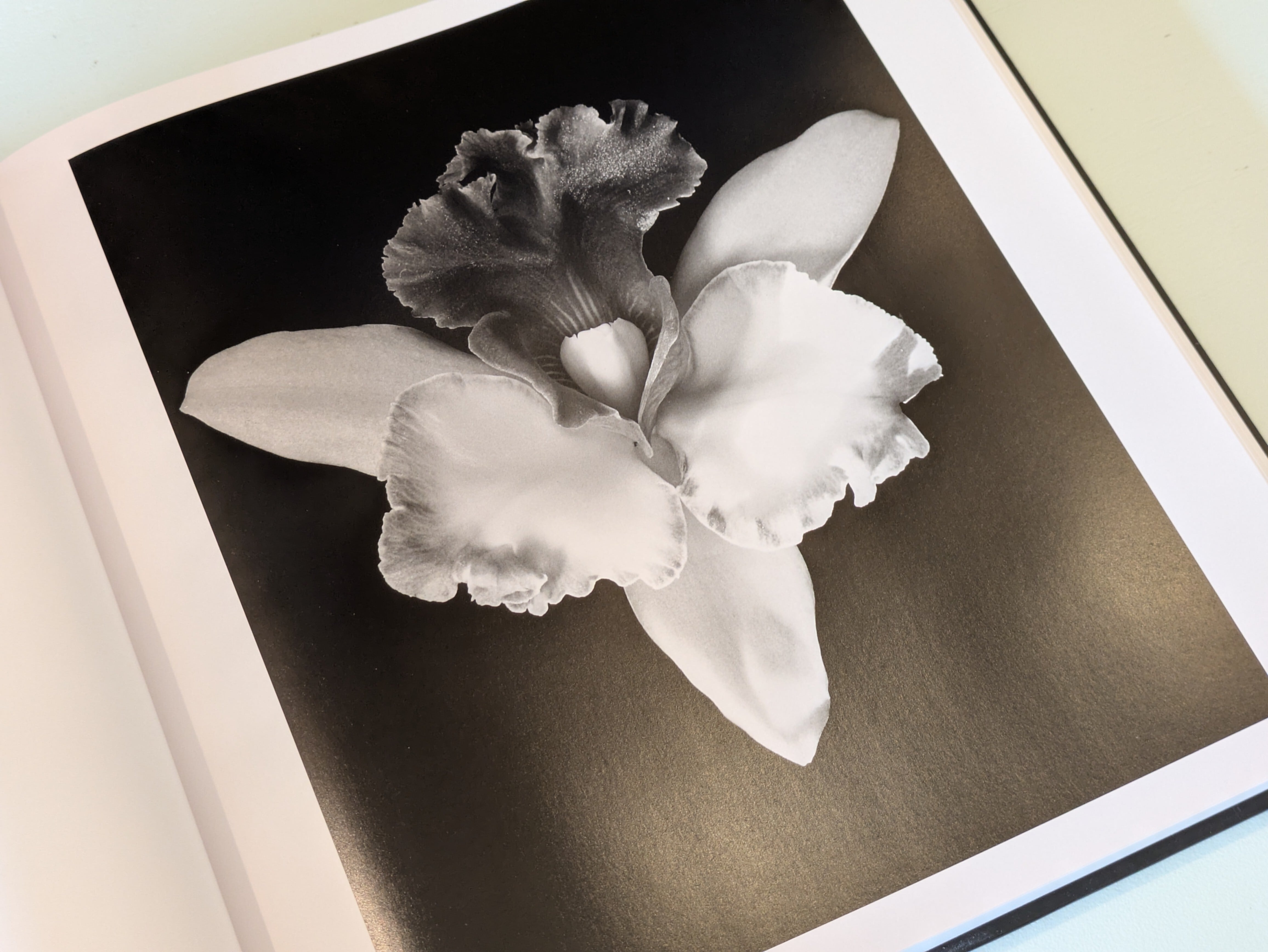 Mapplethorpe Flora : The Complete Flowers : Robert Mapplethorpe