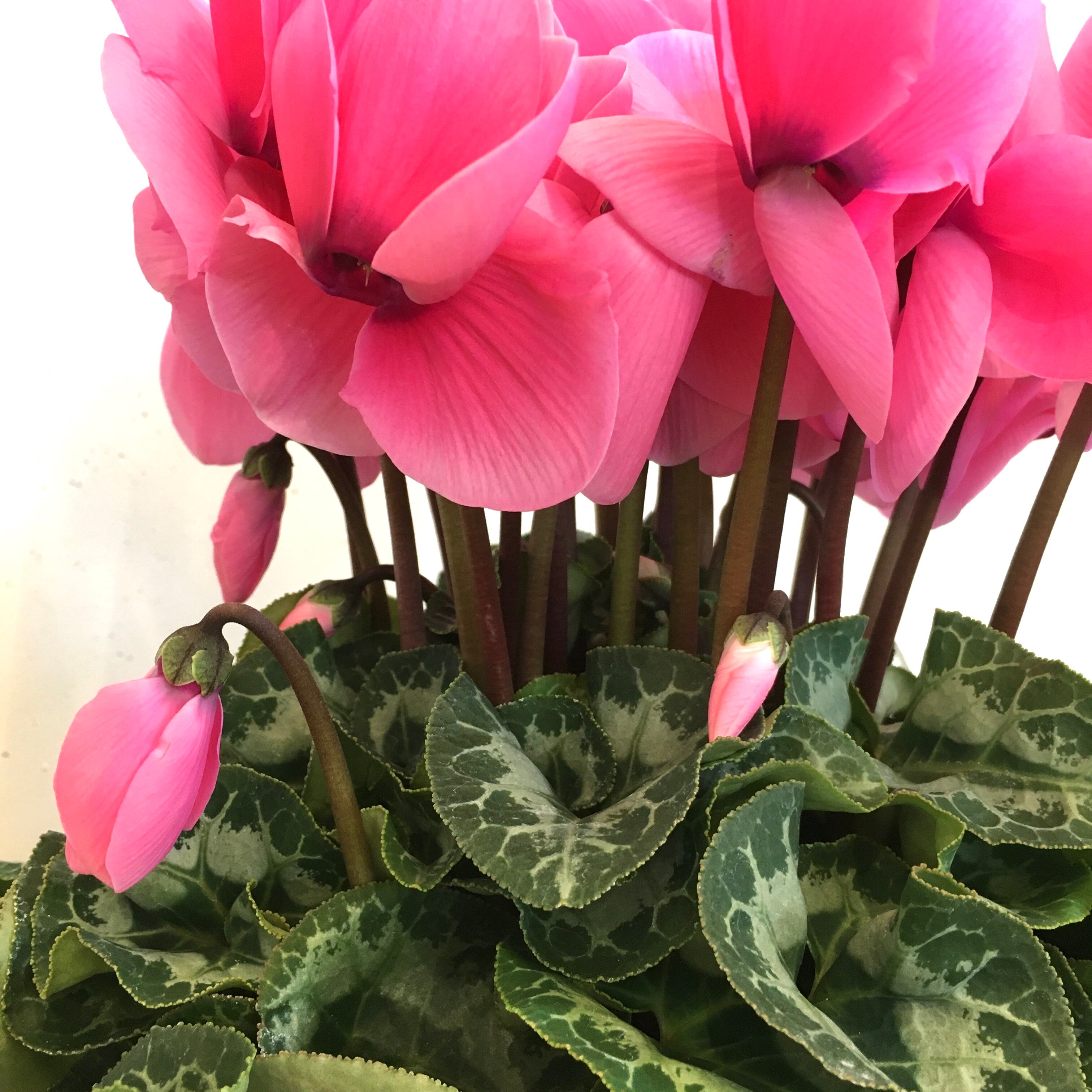 シクラメン Protoleaf プロトリーフ