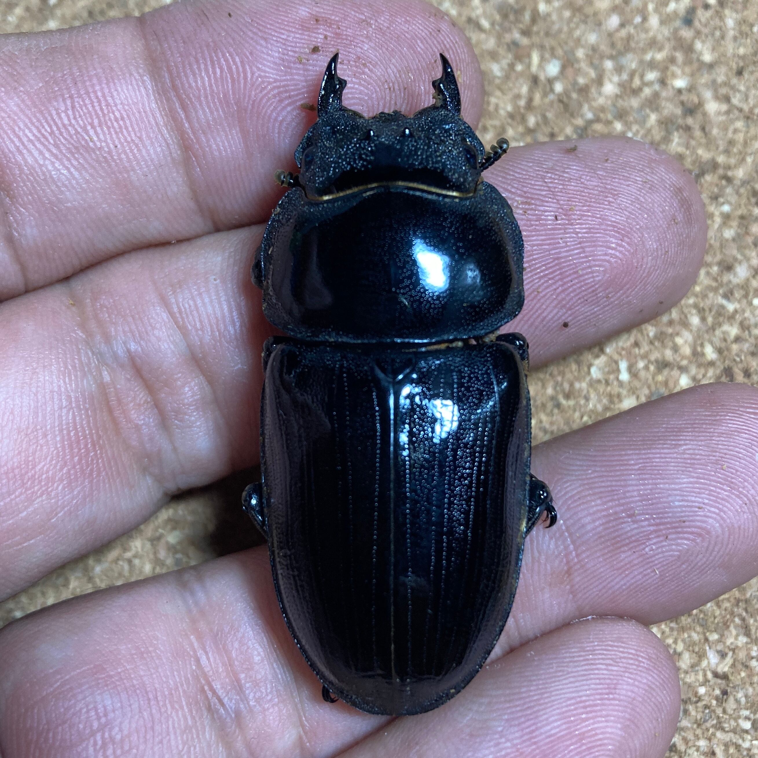 神鋼 シンコー ワイヤーロープ 牽引 玉掛け 28mm 2.5m 工事用材料 ② 大型血統 久留米産オオクワガタ ♂6匹 ♀8匹 セットを3セット