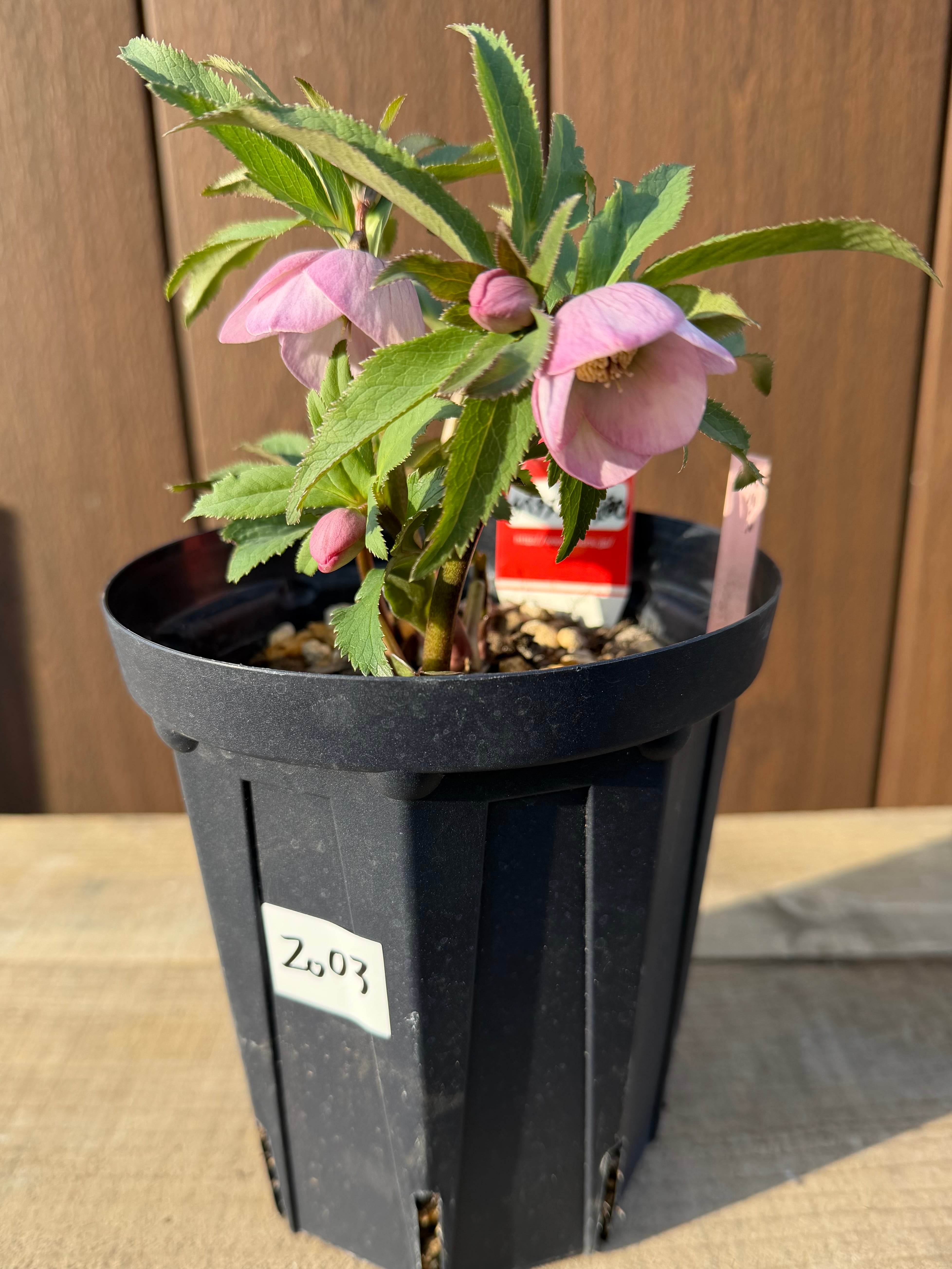 チベタヌス戻し交配(チベタヌス交配×チベタヌス) Zoony Garden