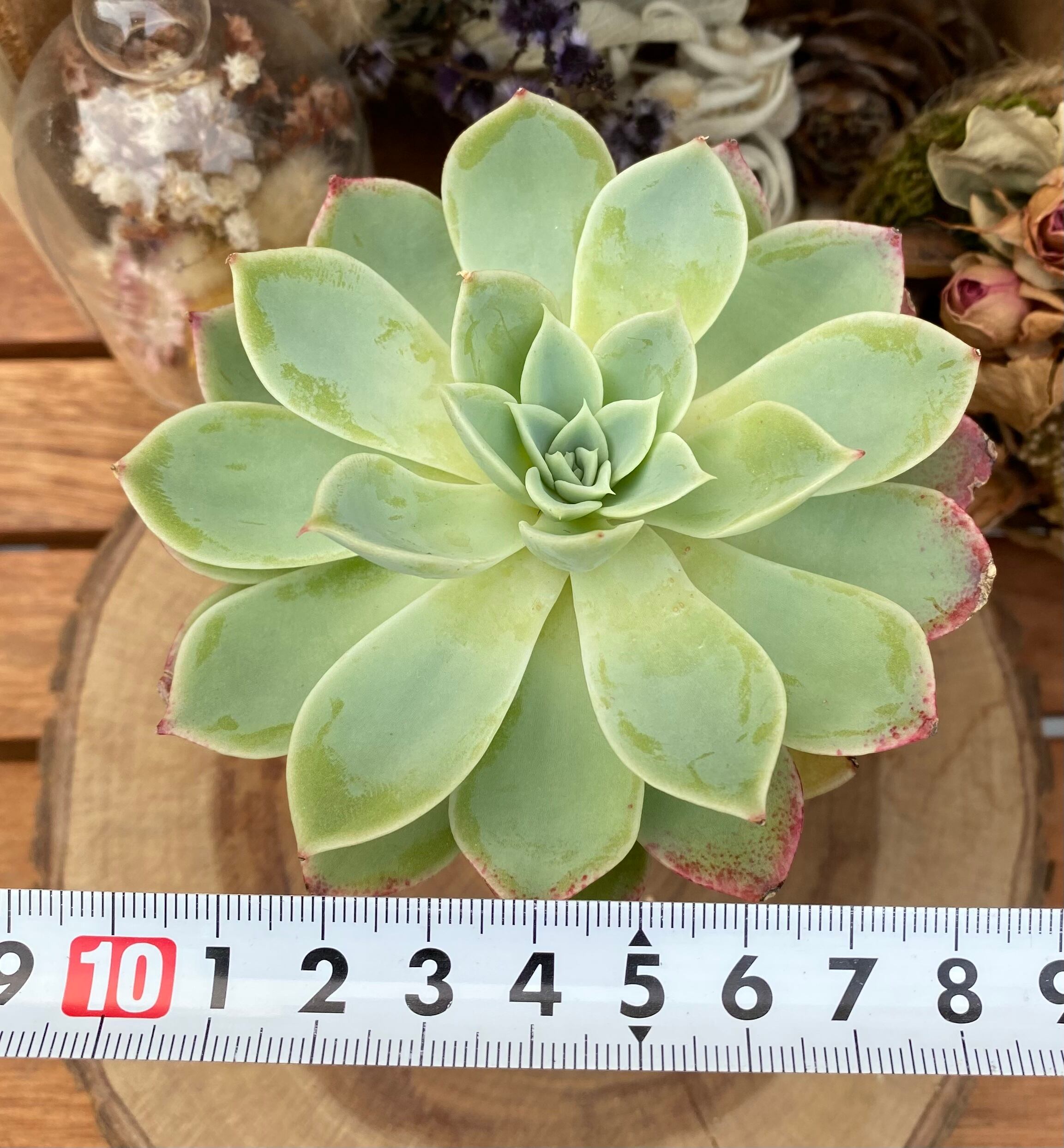 韓国苗 パンジー 多肉植物 | りぃまれ_くく【韓国苗とリメ鉢のお店】