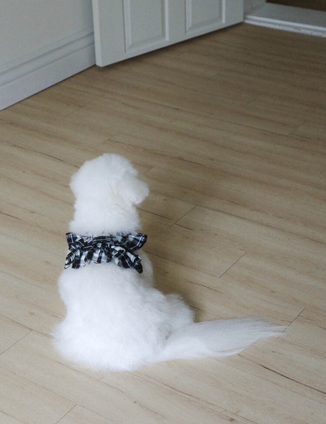 〈予約アイテム〉OHDIBS / capeness no.12 leash _ Black check