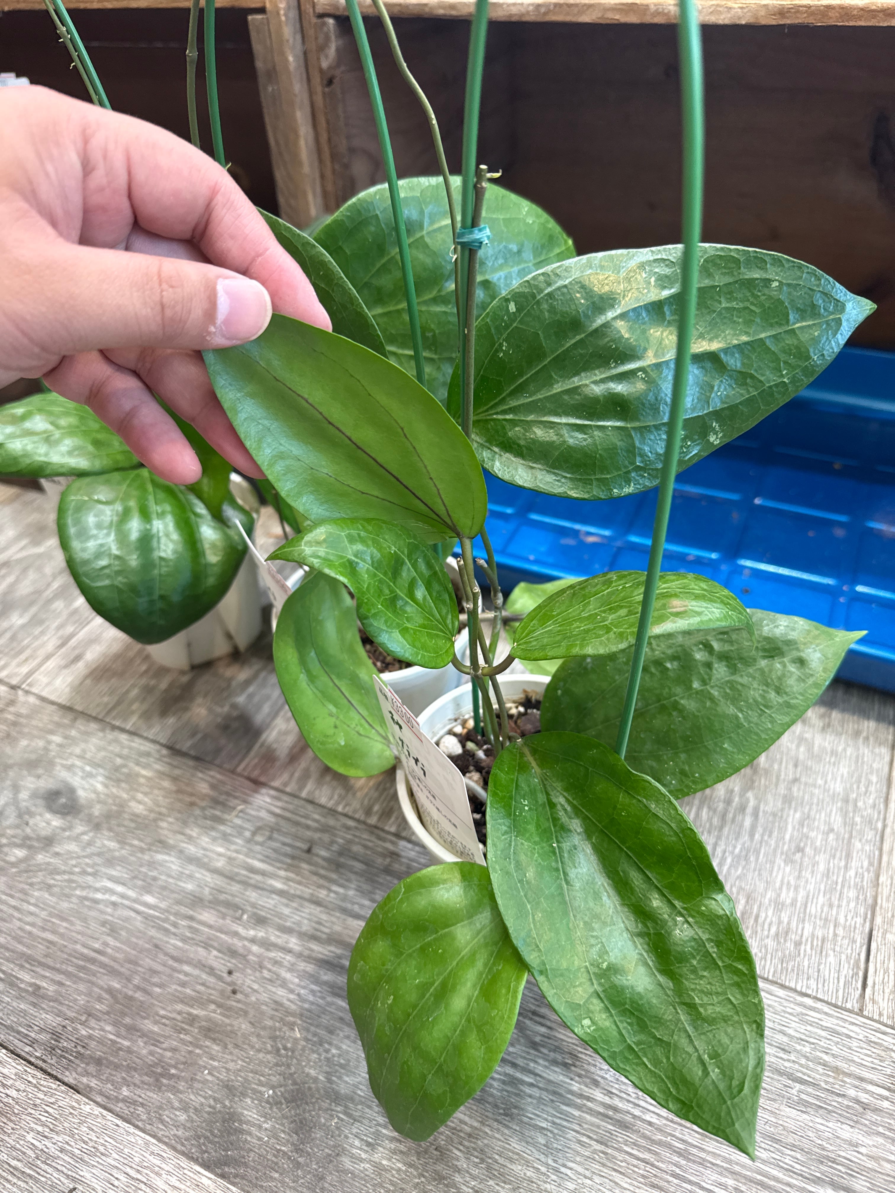 ホヤ グラブラ | Gardenえん 【観葉熱帯植物】