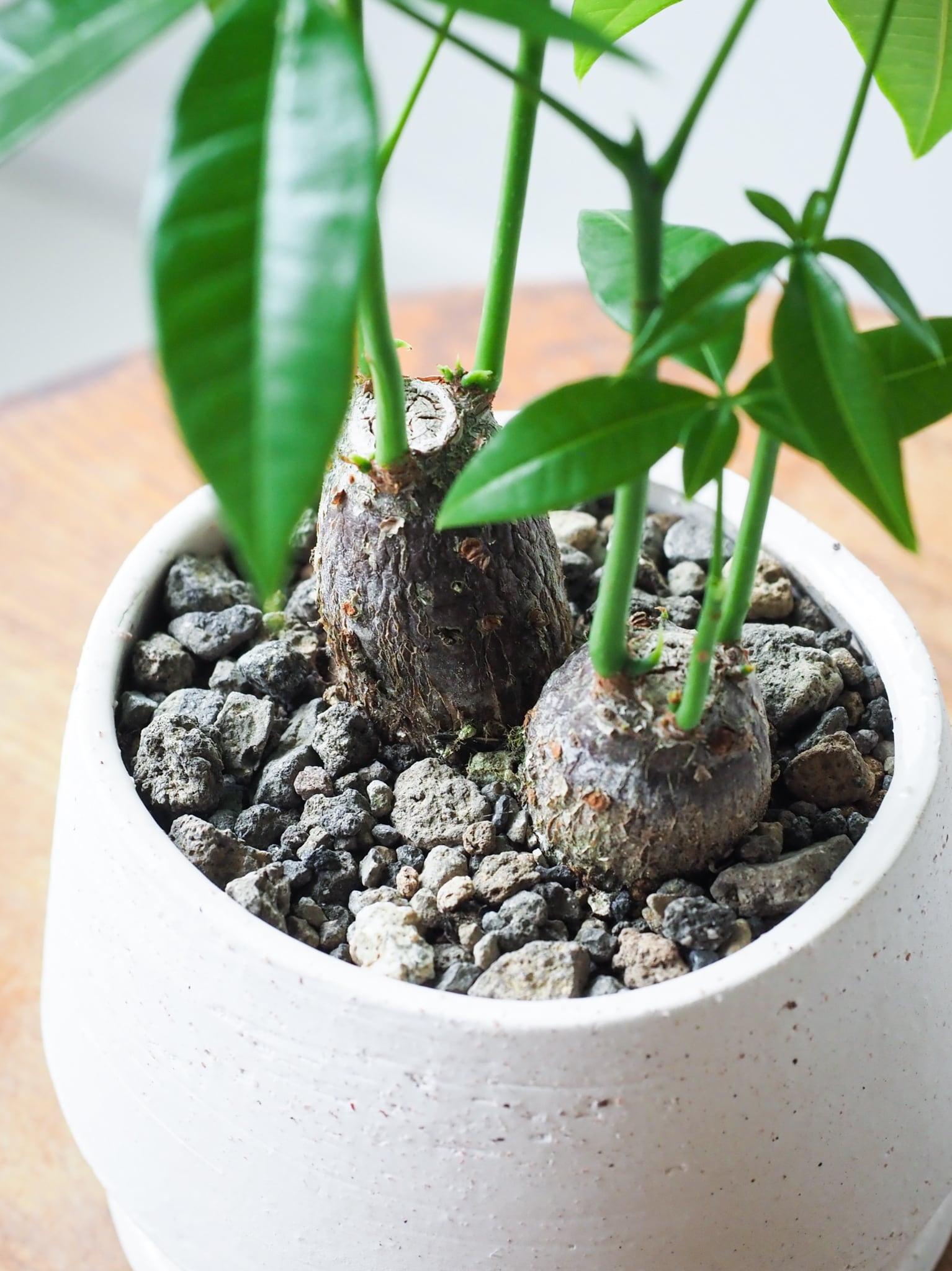 【専用】ソヨゴ　メス　大株　【品番3417】 ソヨゴ メス 大株 品番3417 ソヨゴ 株立ち メス 樹高1.8〜2.0m前後(